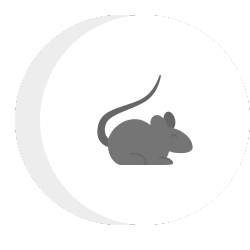 mouse icon