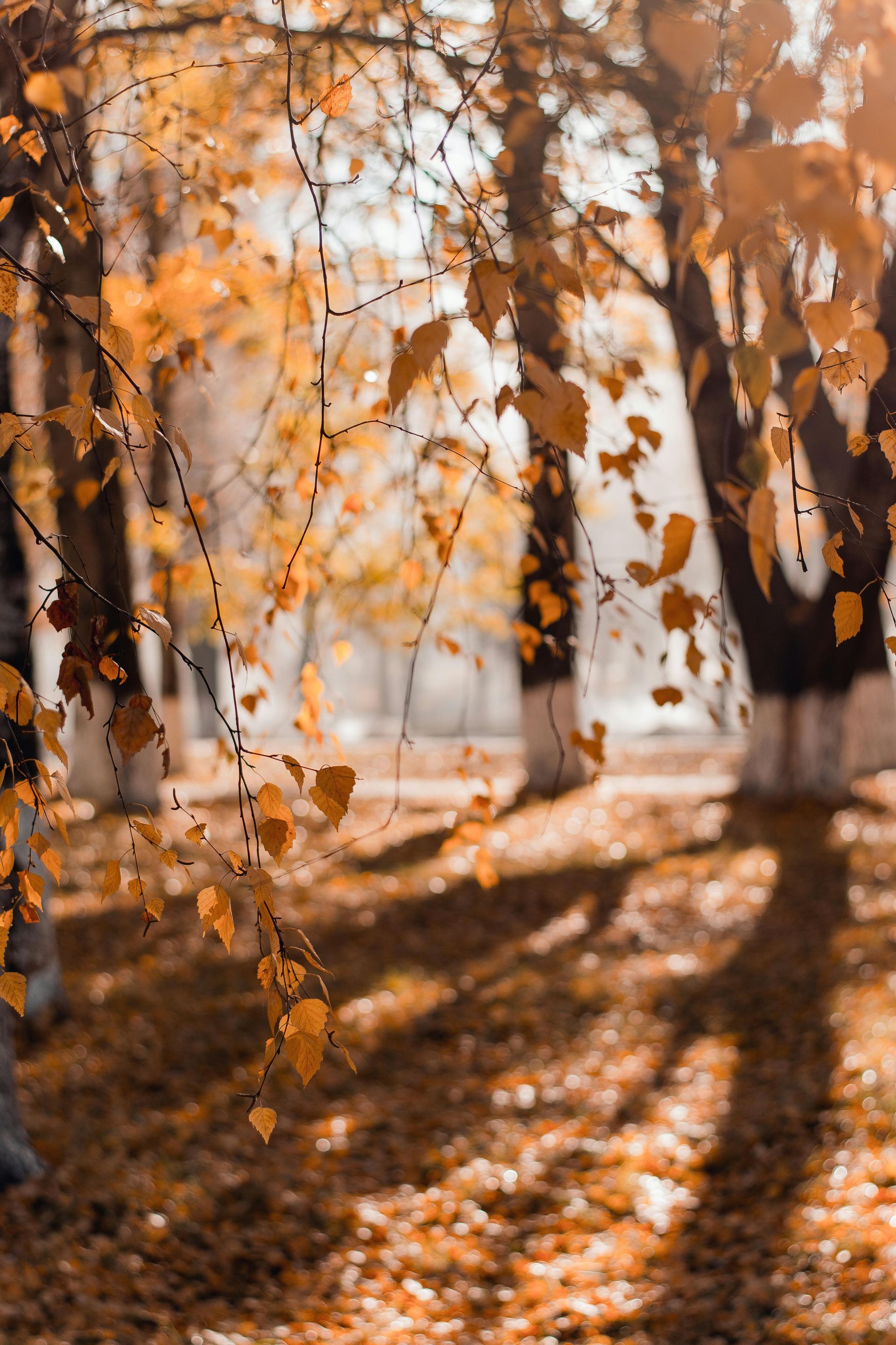 Autumn leaves are falling from the trees in a park.