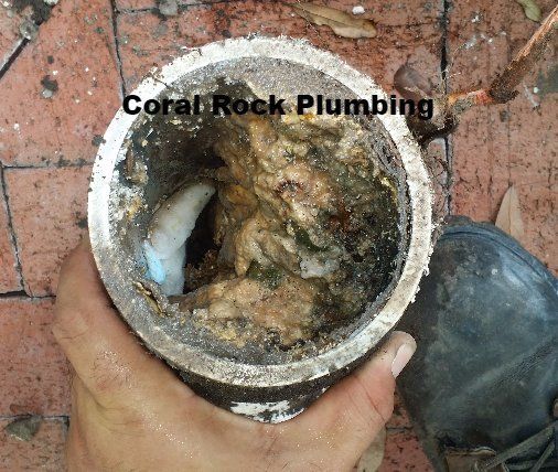 Roots in PVC sewer drain pipe, Palm Bay Plumber, Melbourne Plumber, Cocoa Beach Plumber, Vero Beach Plumber, Sebastian Plumber, kissimmee plumber, orlando plumber