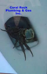 Blue Crab In Toilet, Backwater Valve in sewer line, no  lid to a clean out