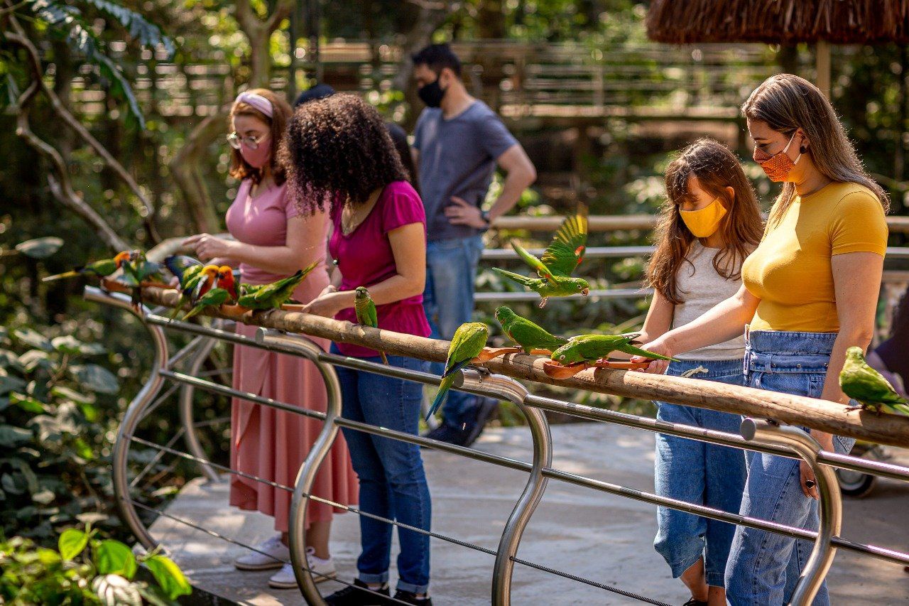 Pessoas alimentam papagaios verdes em um zoológico. Elas usam máscaras; o ambiente é ao ar livre e ensolarado.