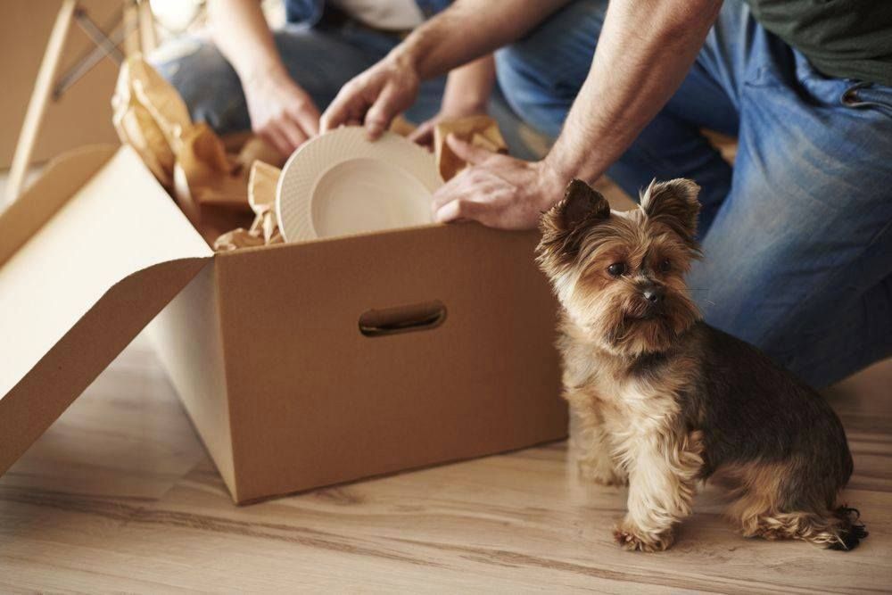 A Small Dog Is Sitting Next To A Cardboard Box Filled With Plates — Dawson Moving & Storage NQ in Mount St John, QLD