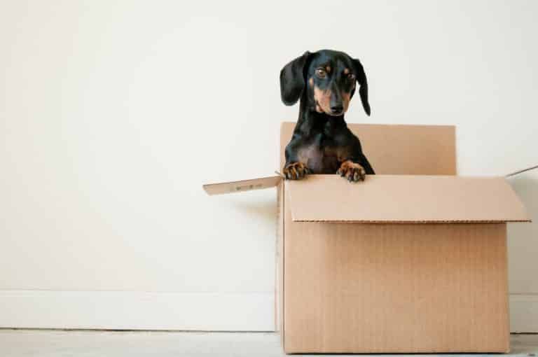 Dog Inside The Box — Dawson Moving & Storage NQ in Mount St John, QLD