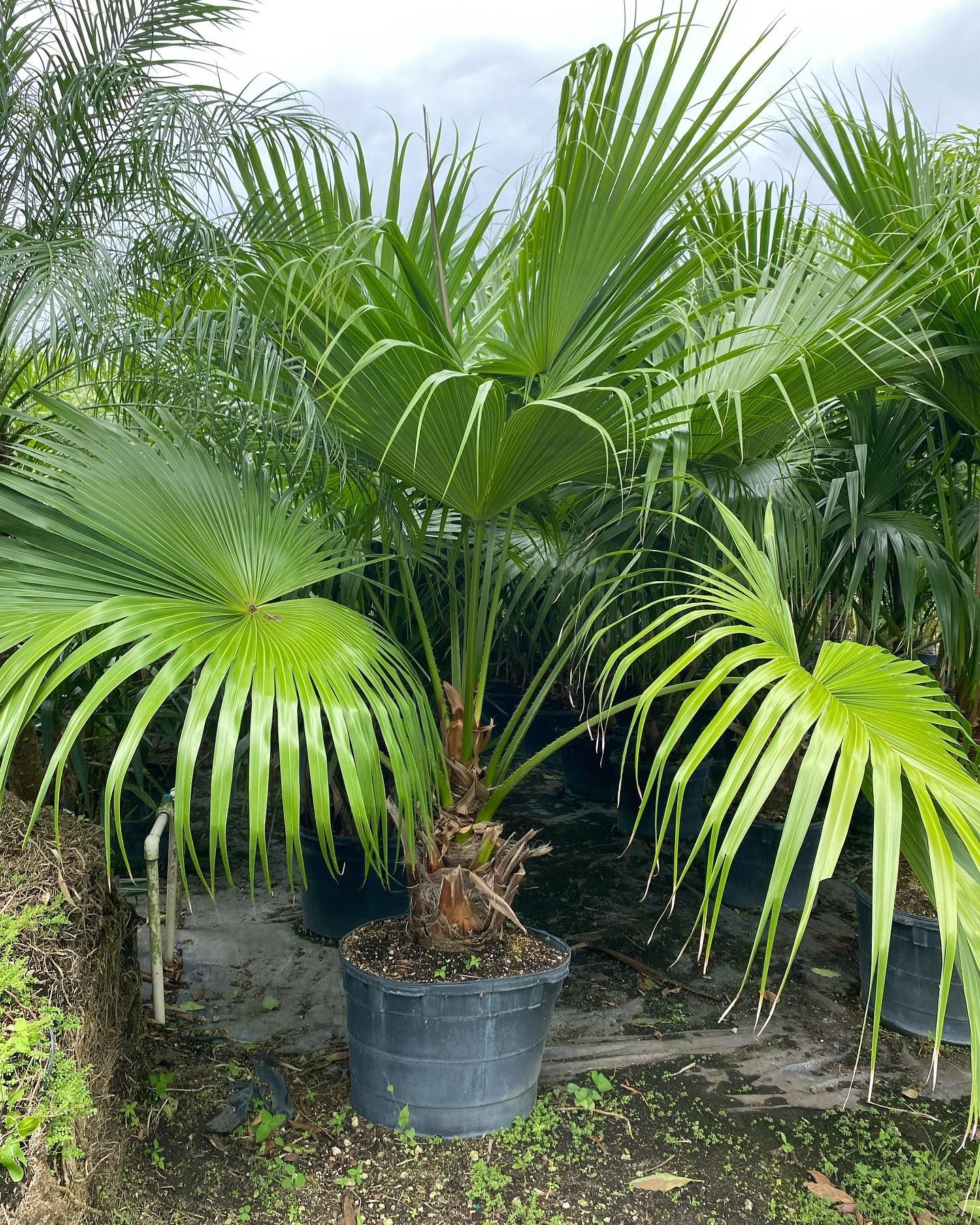 Vibrant Potted Palm Trees — Miami, FL — Santa Barbara Nursery