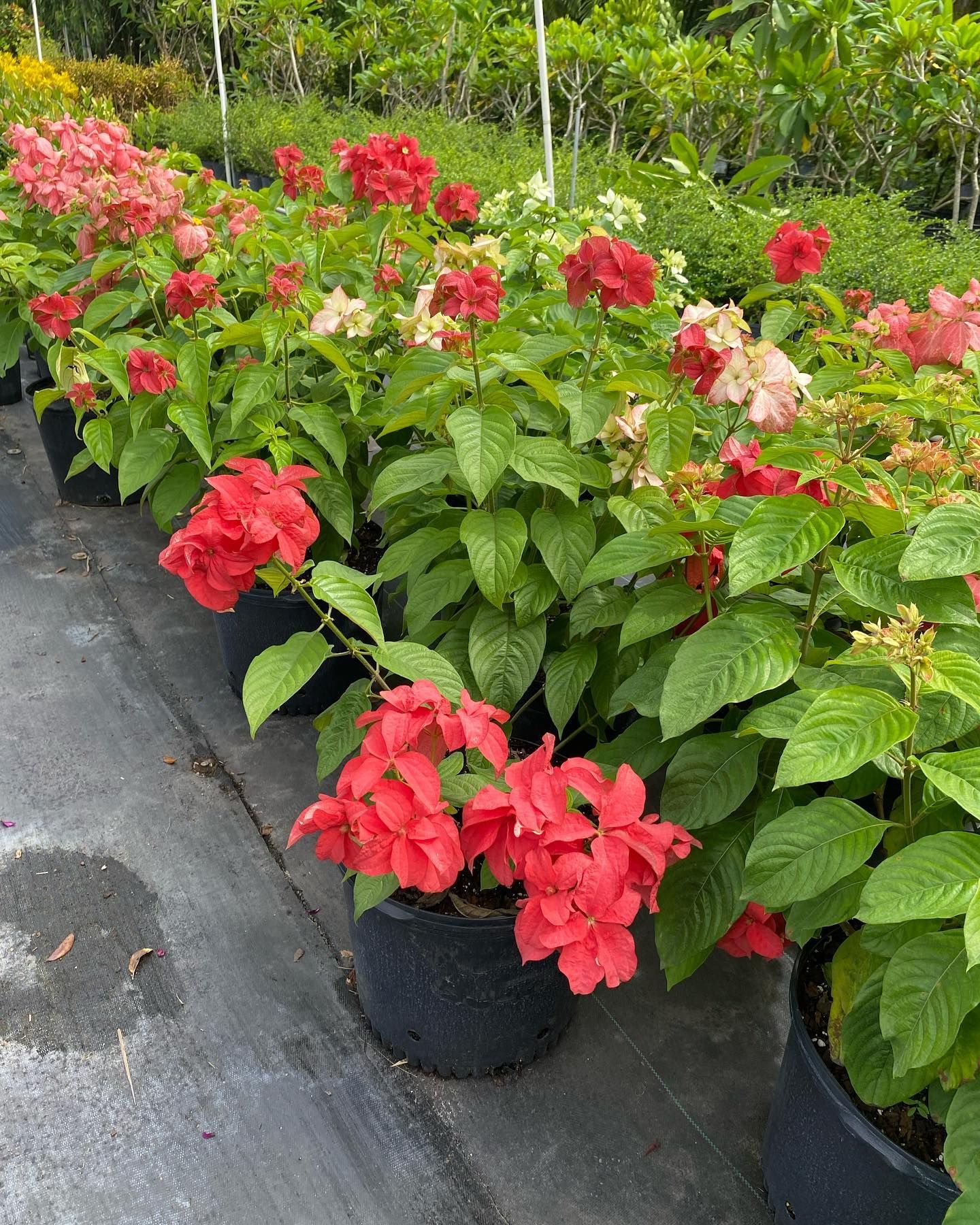 Vibrant Potted Plants With Red Flowers — Miami, FL — Santa Barbara Nursery