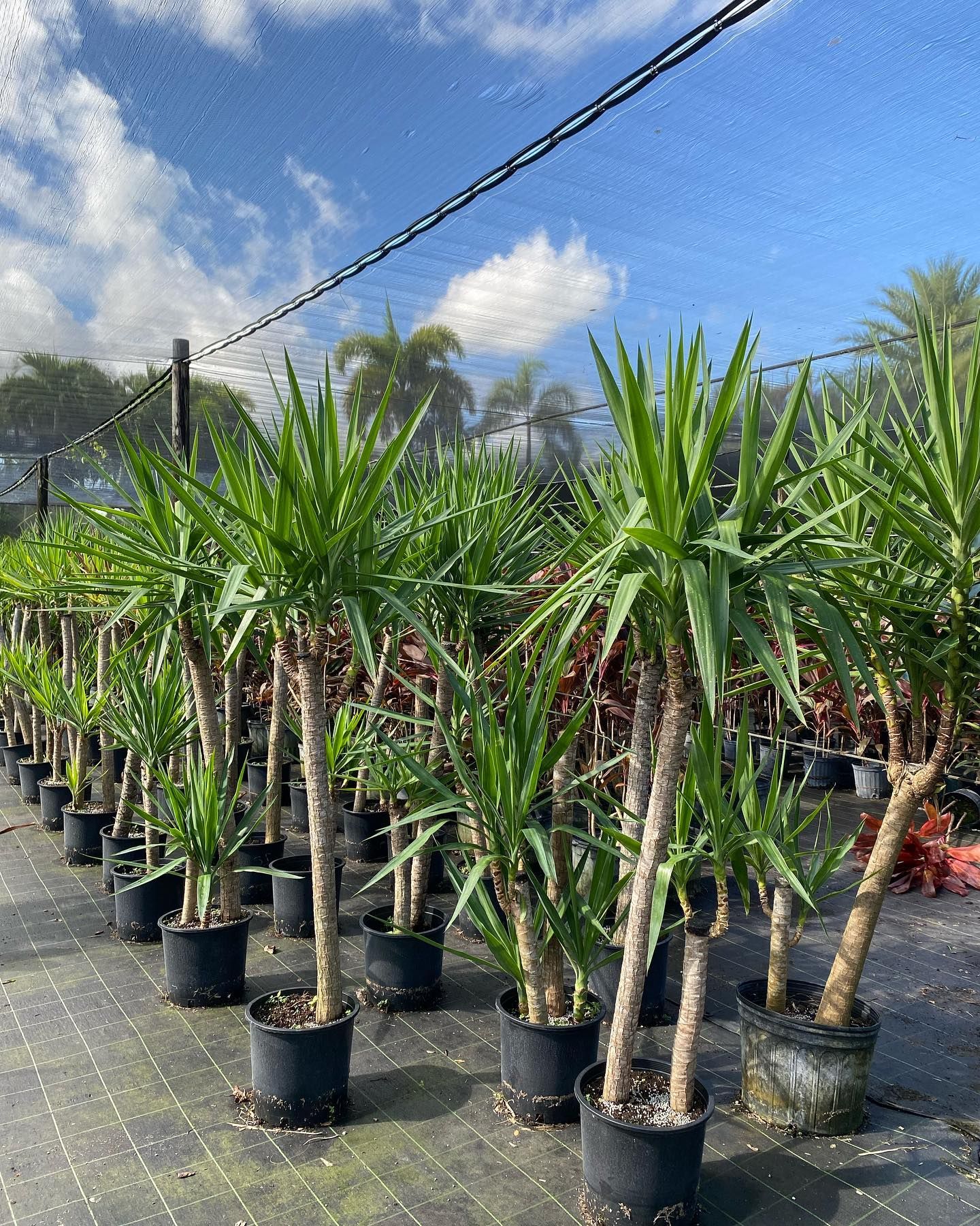 Lots Of Potted Plants Are Lined Up In Greenhouse — Miami, FL — Santa Barbara Nursery