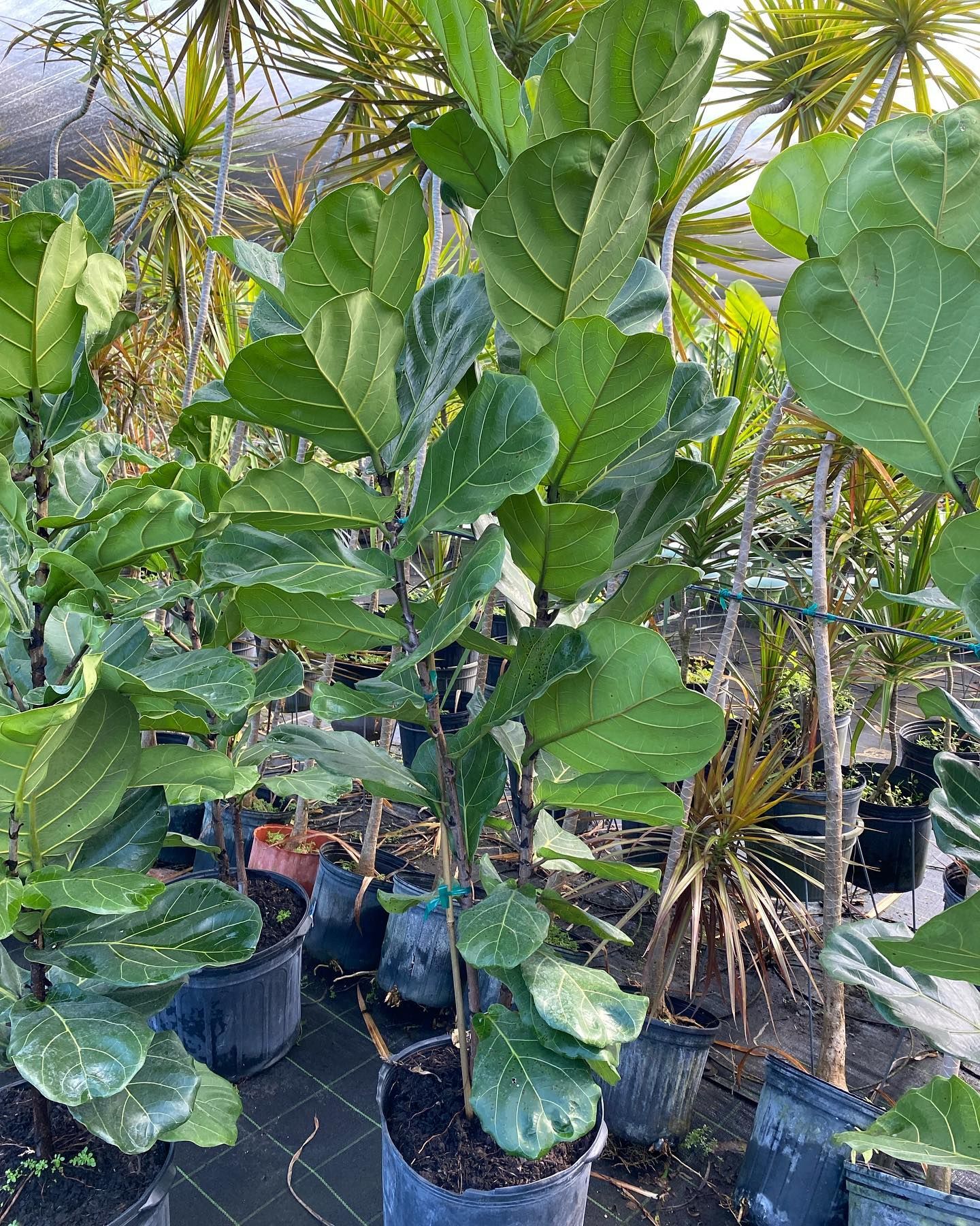 Potted Plants With Fiddle Leaf Fig — Miami, FL — Santa Barbara Nursery