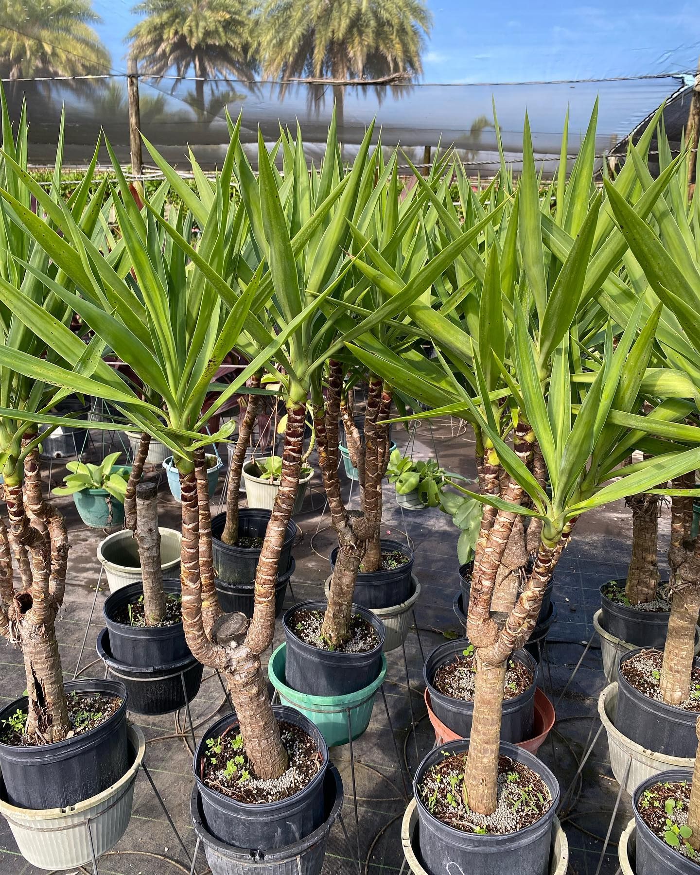 Bunch Of Potted Plants Are In A Greenhouse — Miami, FL — Santa Barbara Nursery