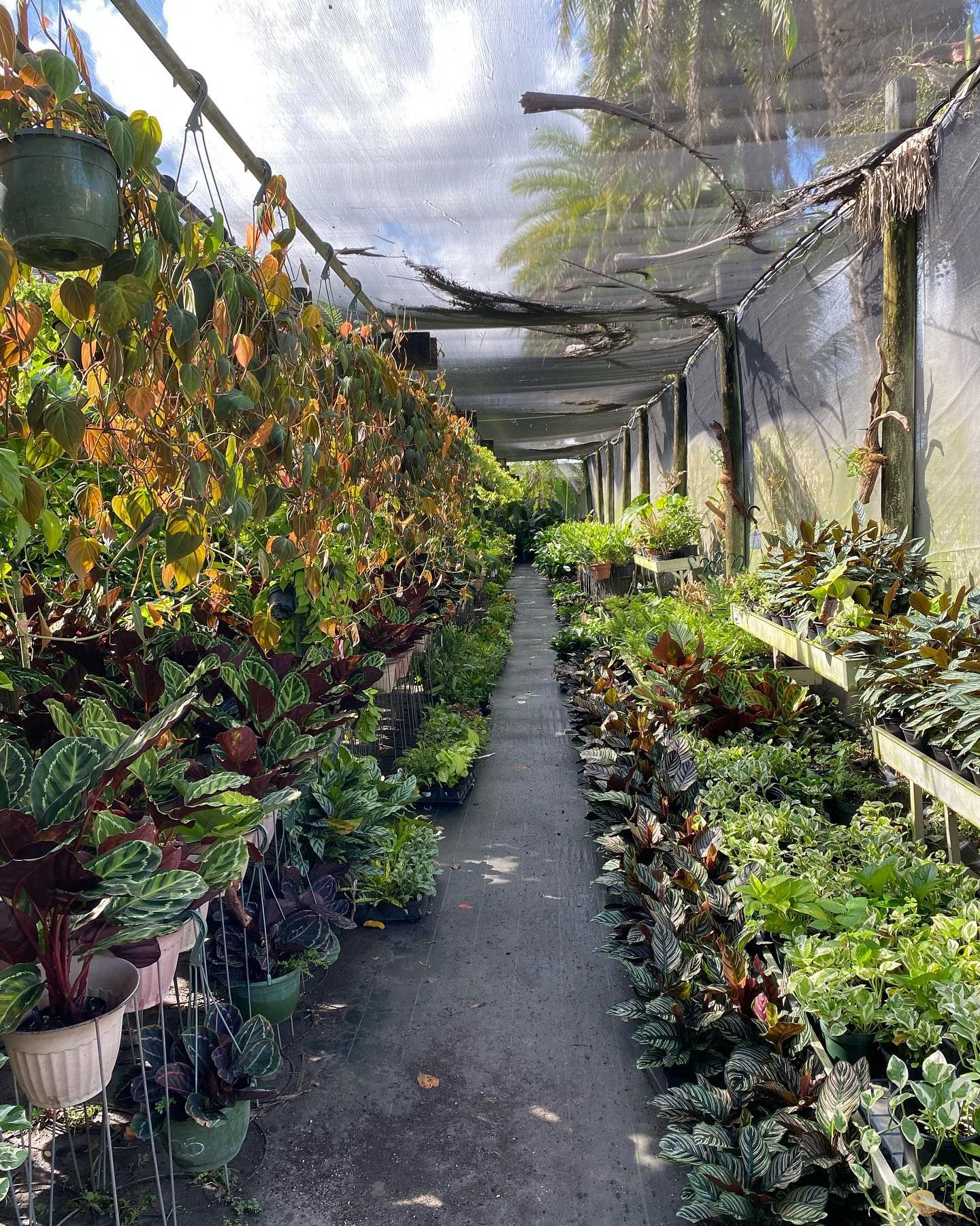 Different Kind Of Potted Plants — Miami, FL — Santa Barbara Nursery