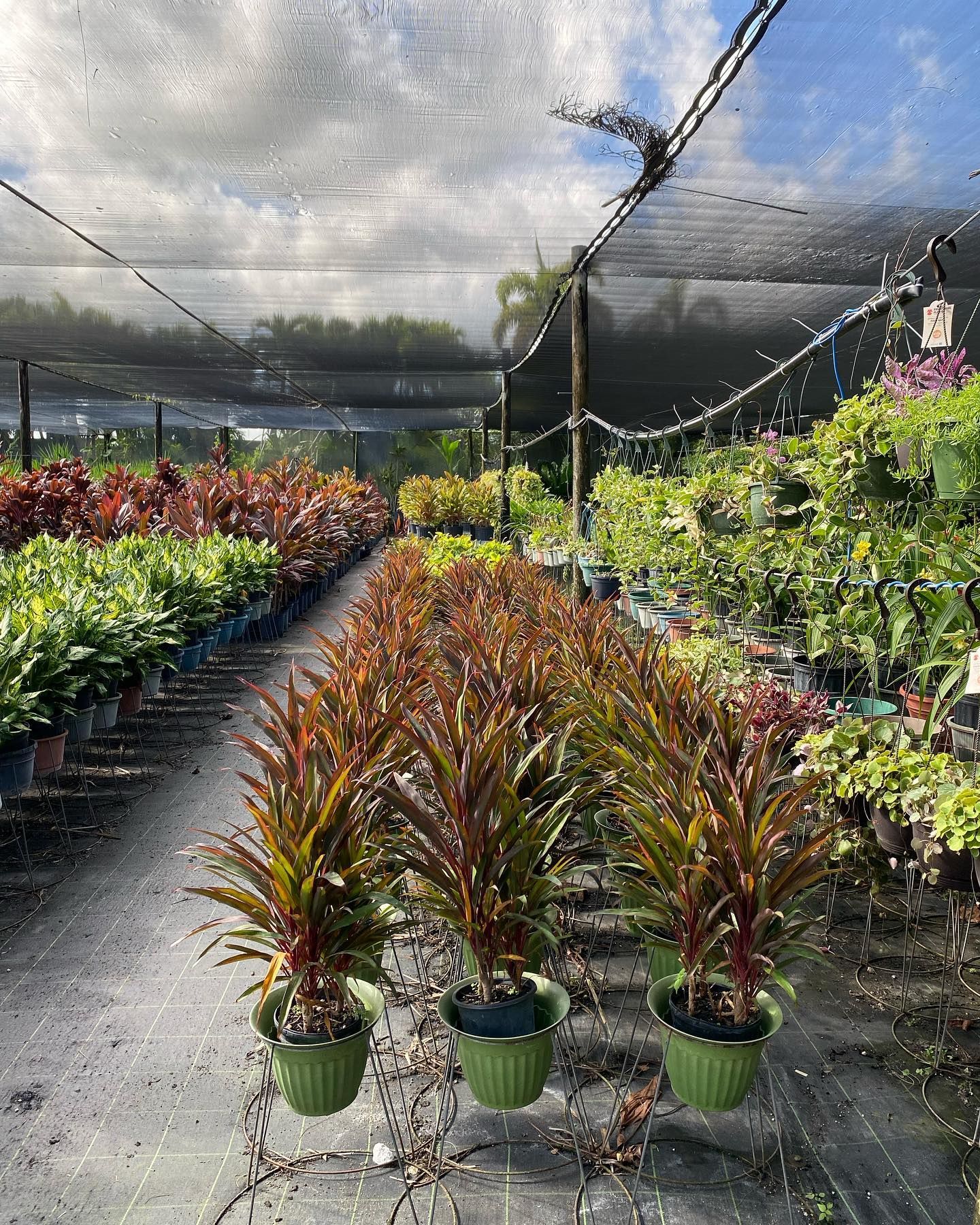 Lots Of Vibrant Potted Plants — Miami, FL — Santa Barbara Nursery