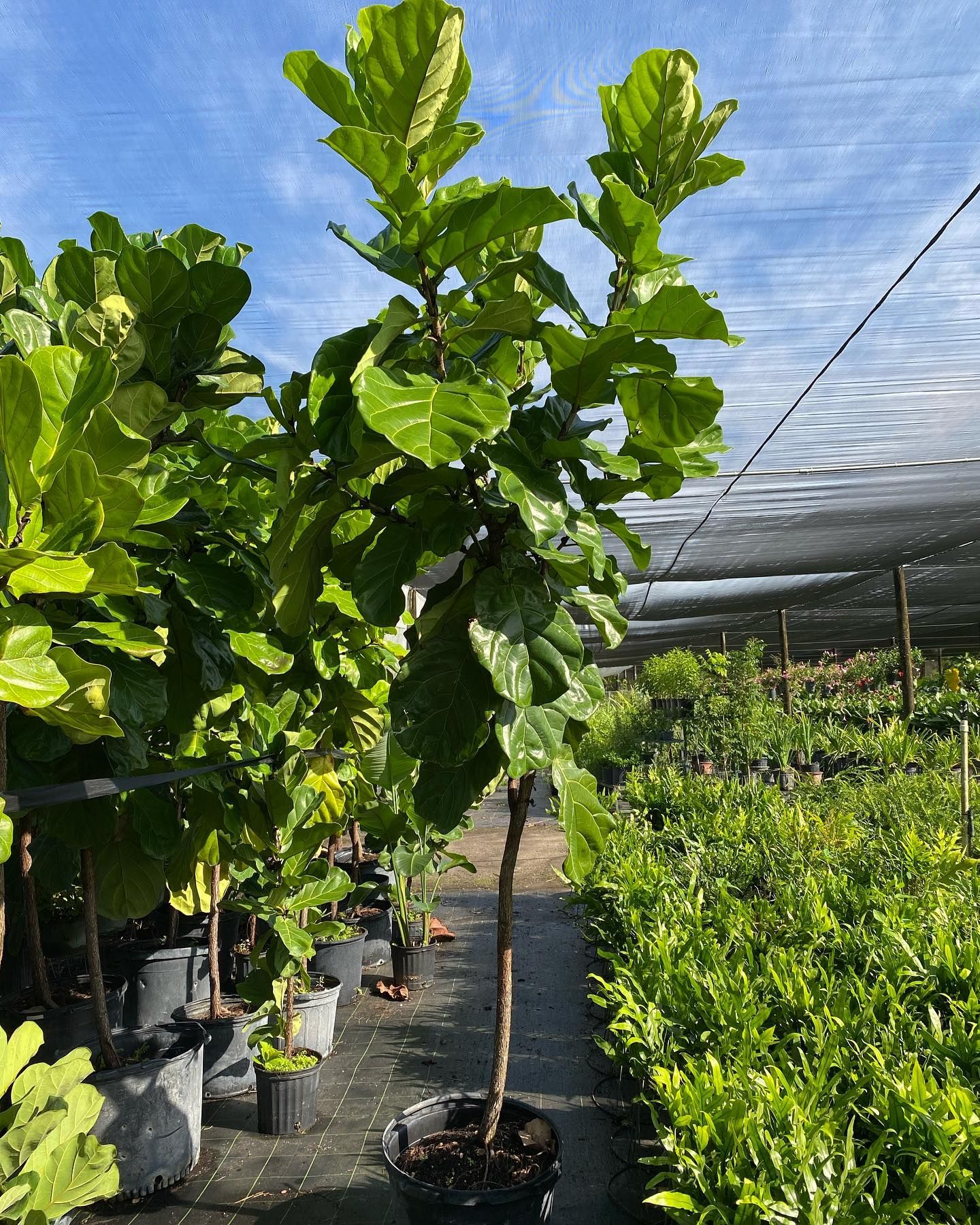 Plants Including Fiddle Leaf Fig Tree — Miami, FL — Santa Barbara Nursery