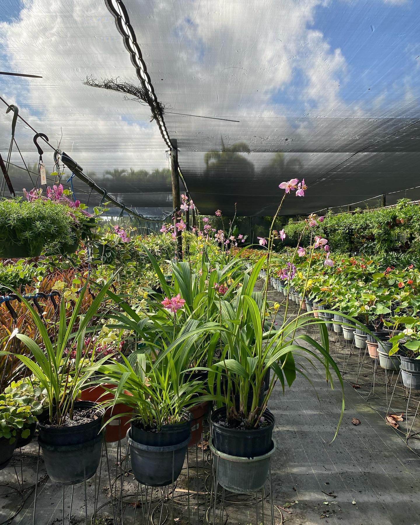 Lots Of Potted Plants And Flowers — Miami, FL — Santa Barbara Nursery