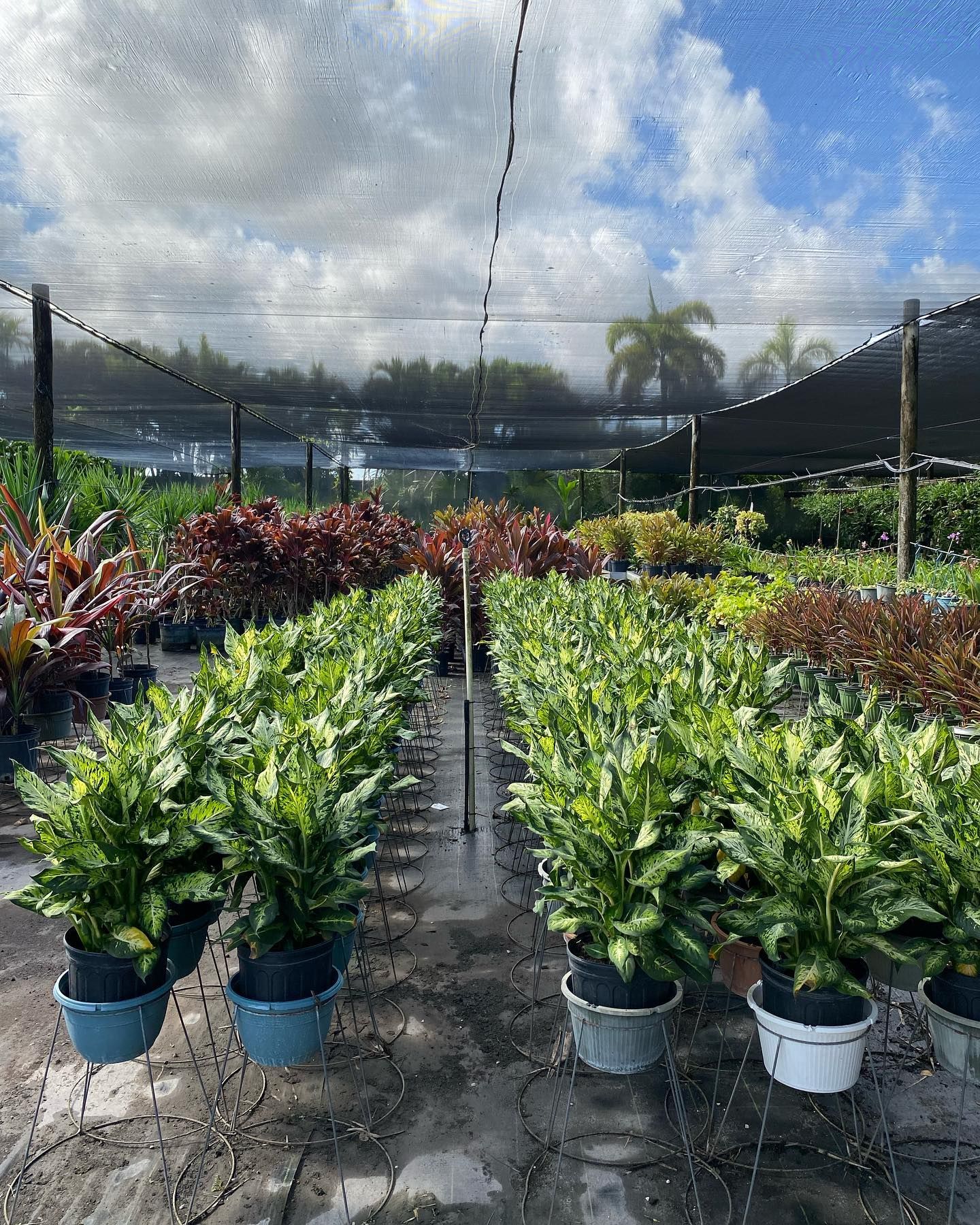 Bunch Of Potted Plants — Miami, FL — Santa Barbara Nursery