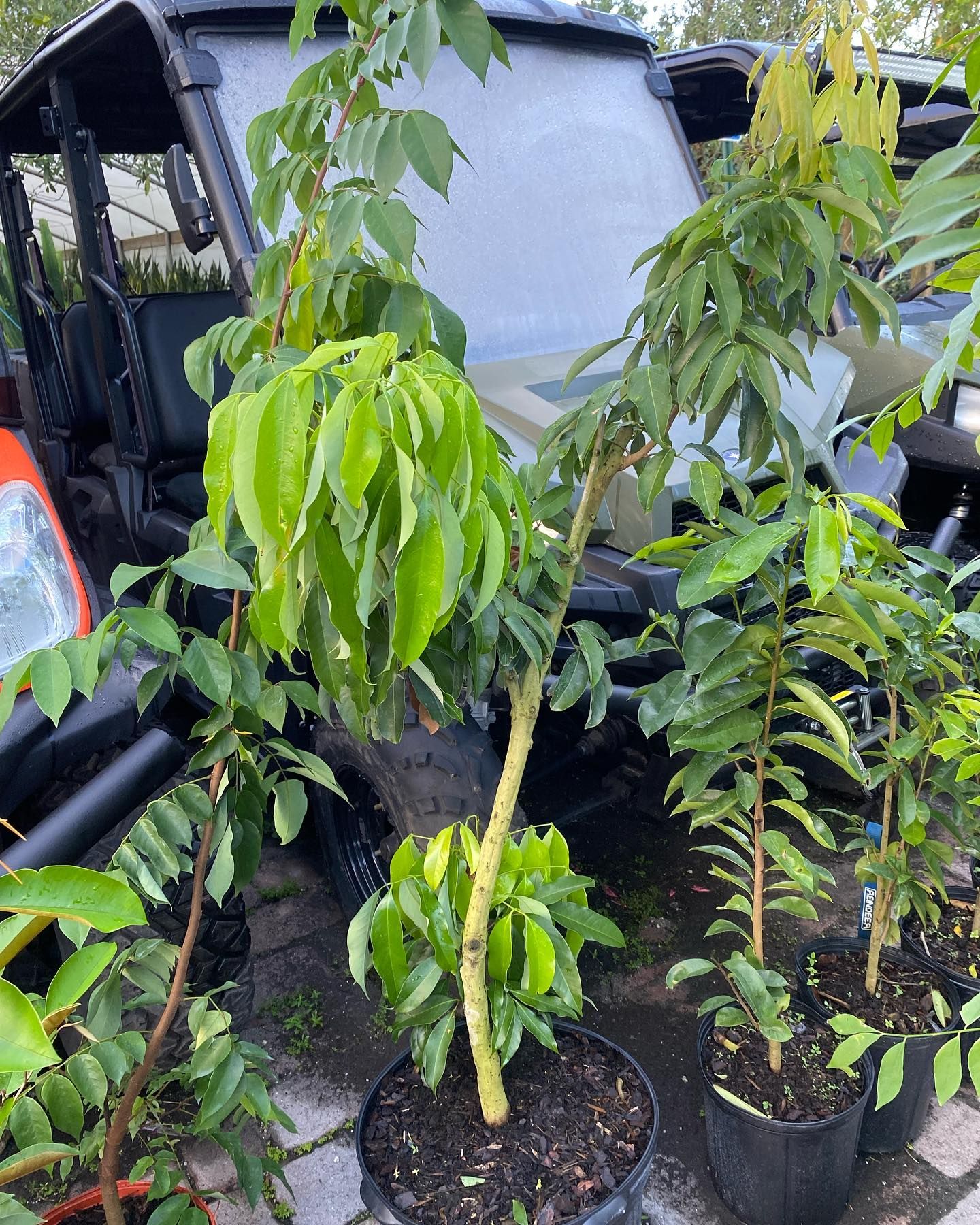 Potted Plants With Lots Of Green Leaves — Miami, FL — Santa Barbara Nursery