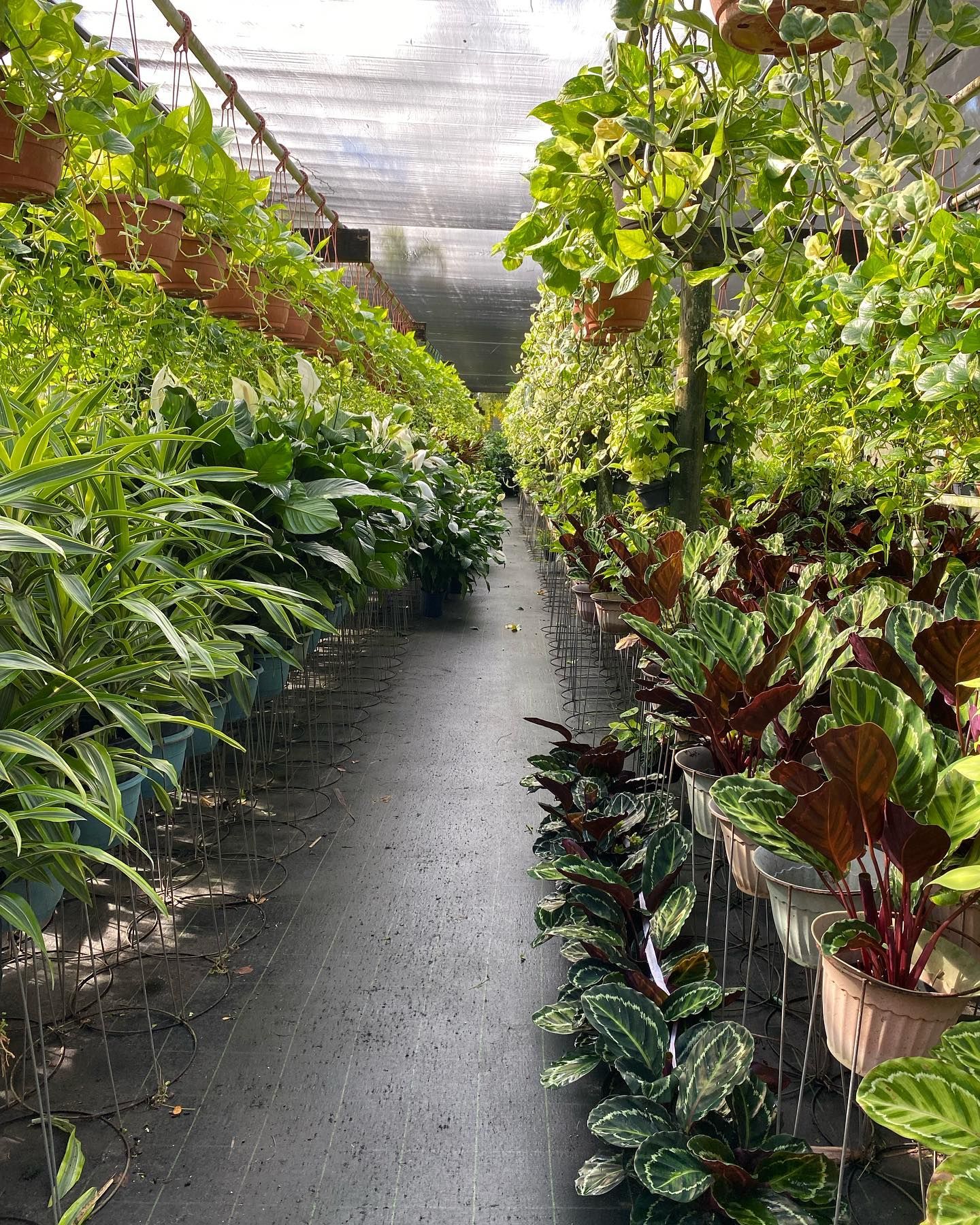 Greenhouse Filled With Bunch Of Potted Plants — Miami, FL — Santa Barbara Nursery
