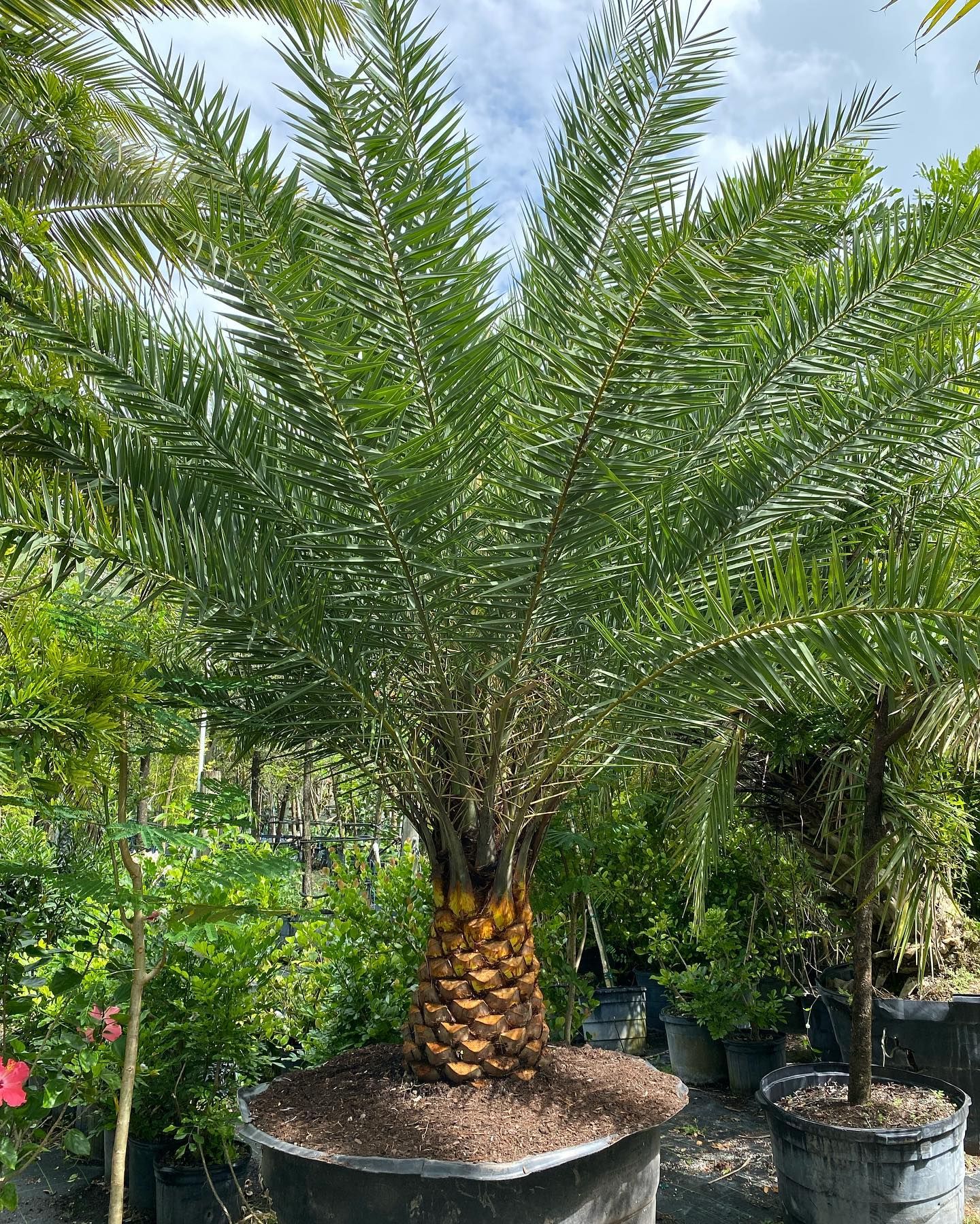 Big And Large Potted Plants — Miami, FL — Santa Barbara Nursery