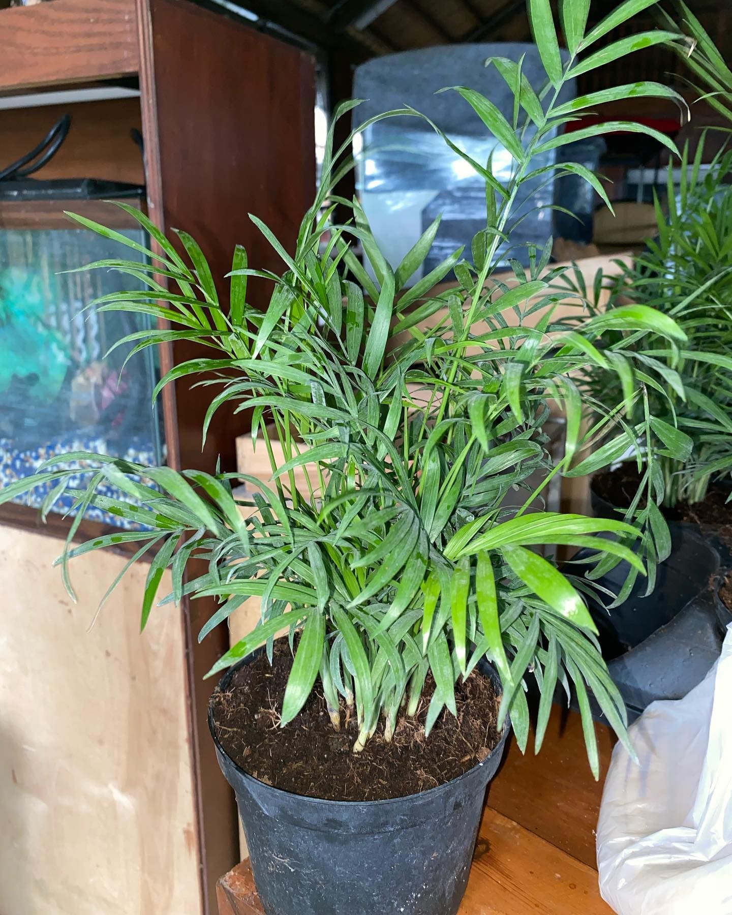Small Plant In A Black Pot — Miami, FL — Santa Barbara Nursery