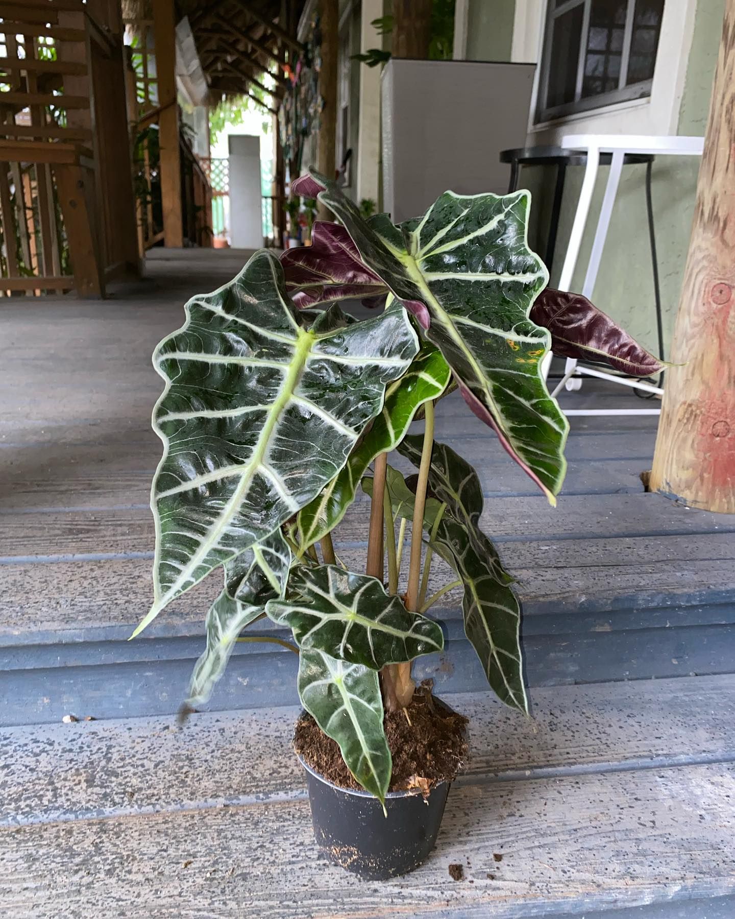 Vibrant Potted Plants With Green And Purple Leaves — Miami, FL — Santa Barbara Nursery