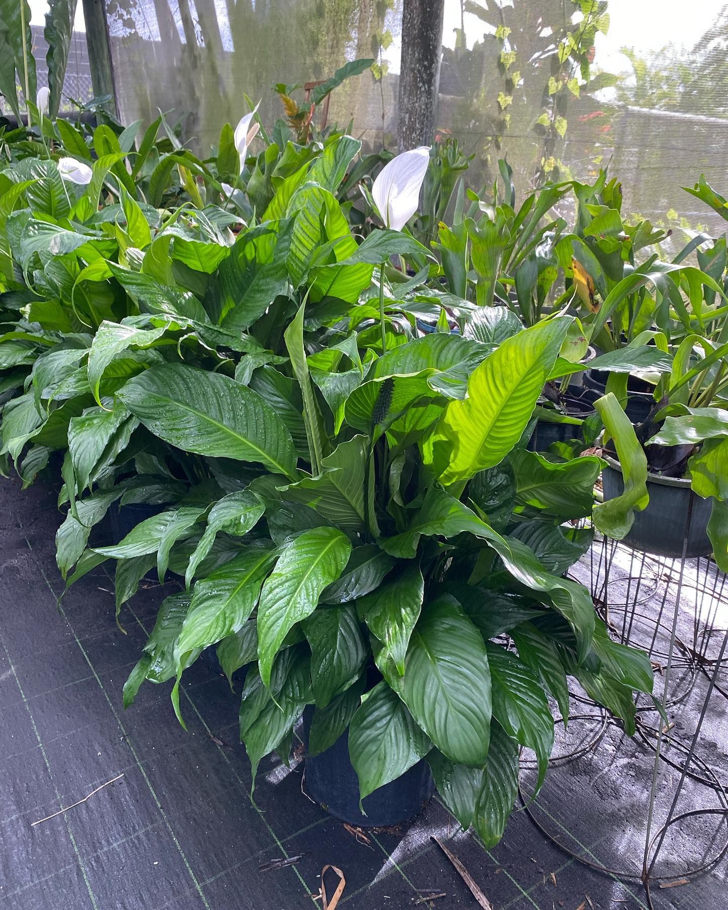 Row Of Potted Plants With White Flowers — Miami, FL — Santa Barbara Nursery
