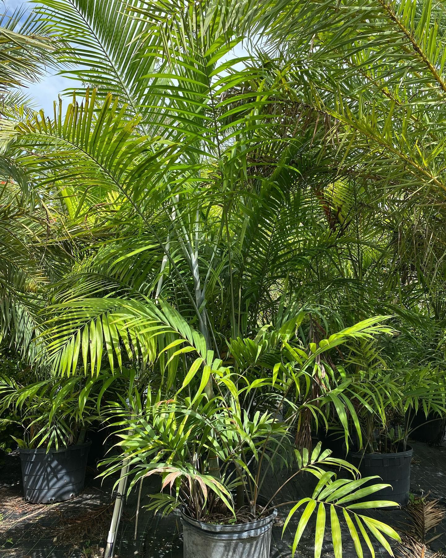 Large Potted Plants With Lots Of Leaves — Miami, FL — Santa Barbara Nursery
