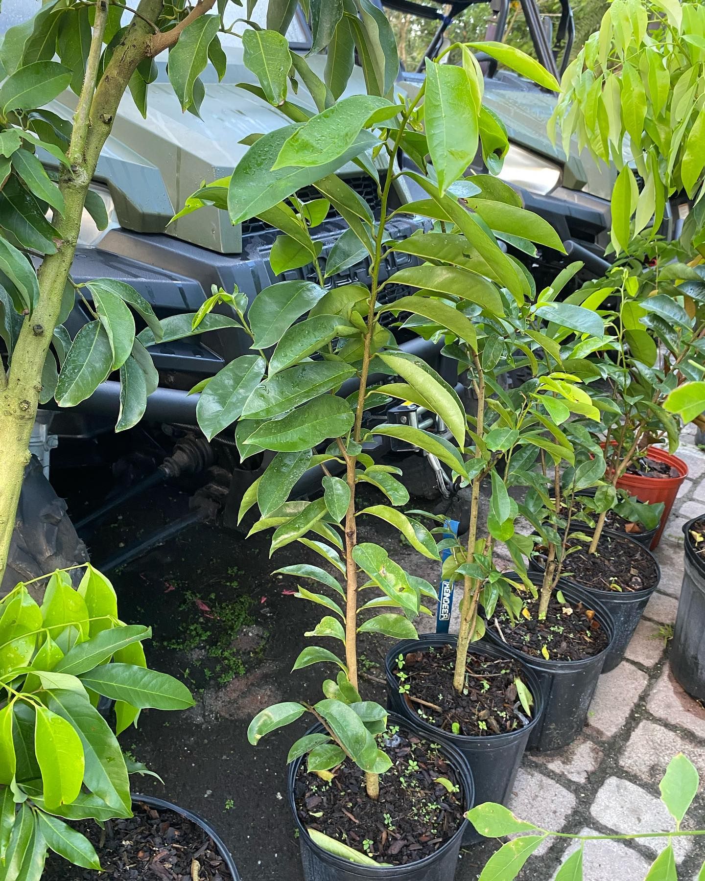 Row Of Potted Plants With Green Leaves — Miami, FL — Santa Barbara Nursery