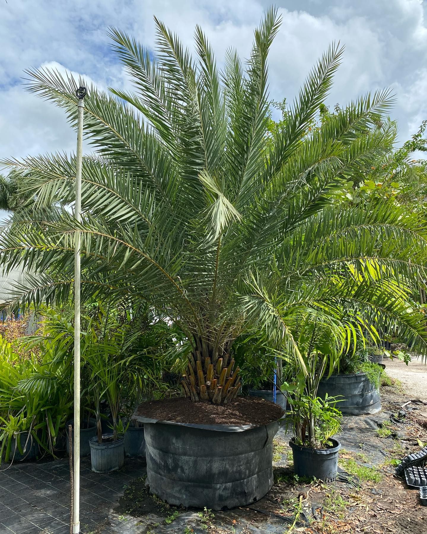Large Palm Tree In A Large Black Pot — Miami, FL — Santa Barbara Nursery