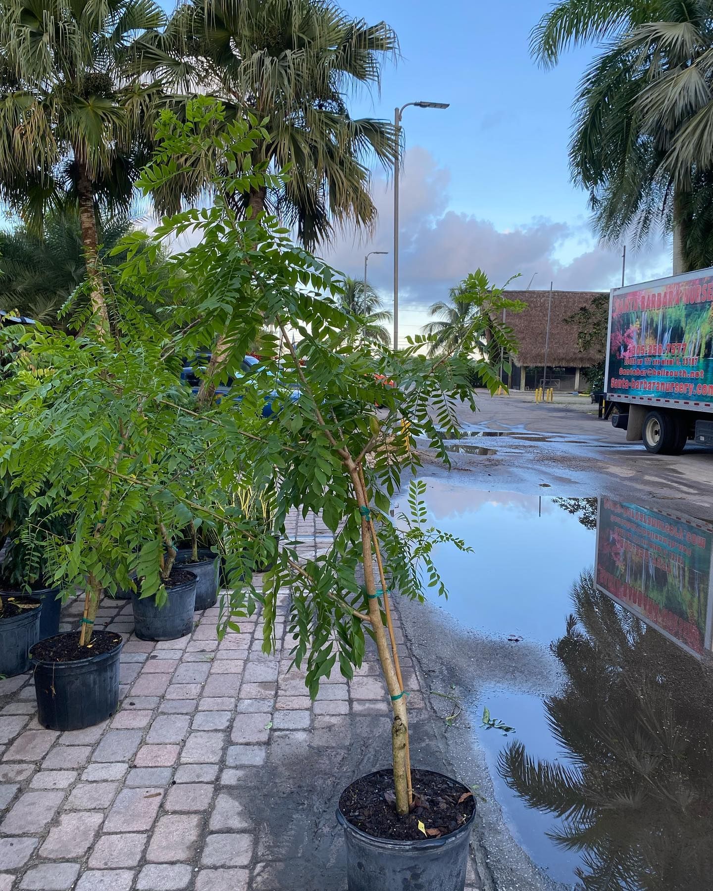 Big Potted Plants — Miami, FL — Santa Barbara Nursery