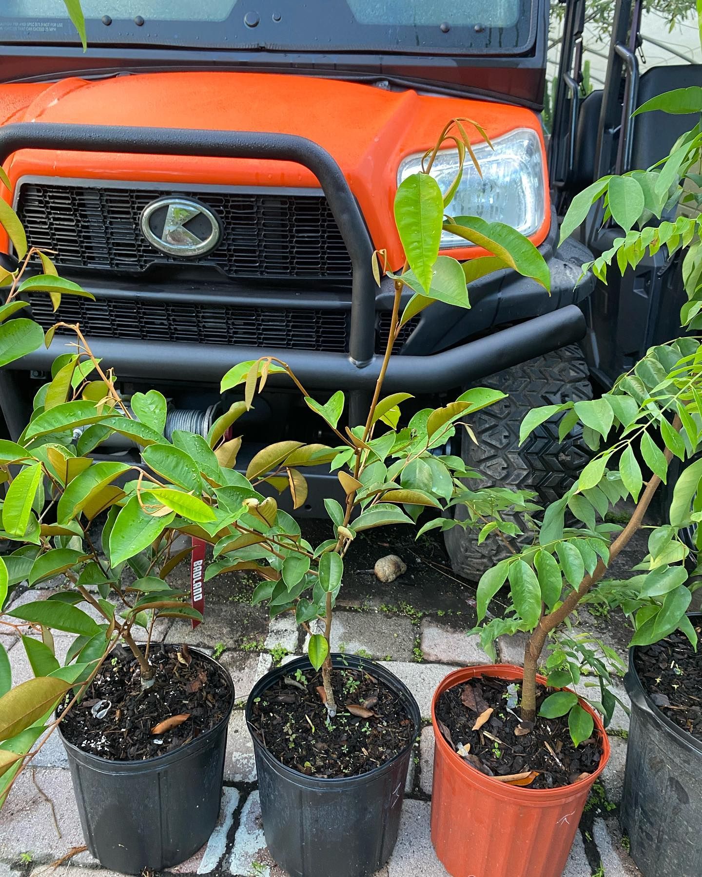 Several Potted Plants In Front Of Orange Vehicle — Miami, FL — Santa Barbara Nursery