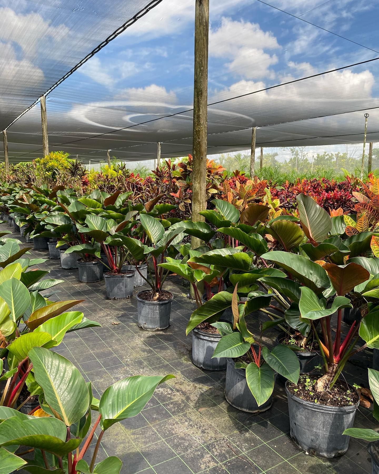 Potted Plants With Big Leaves — Miami, FL — Santa Barbara Nursery