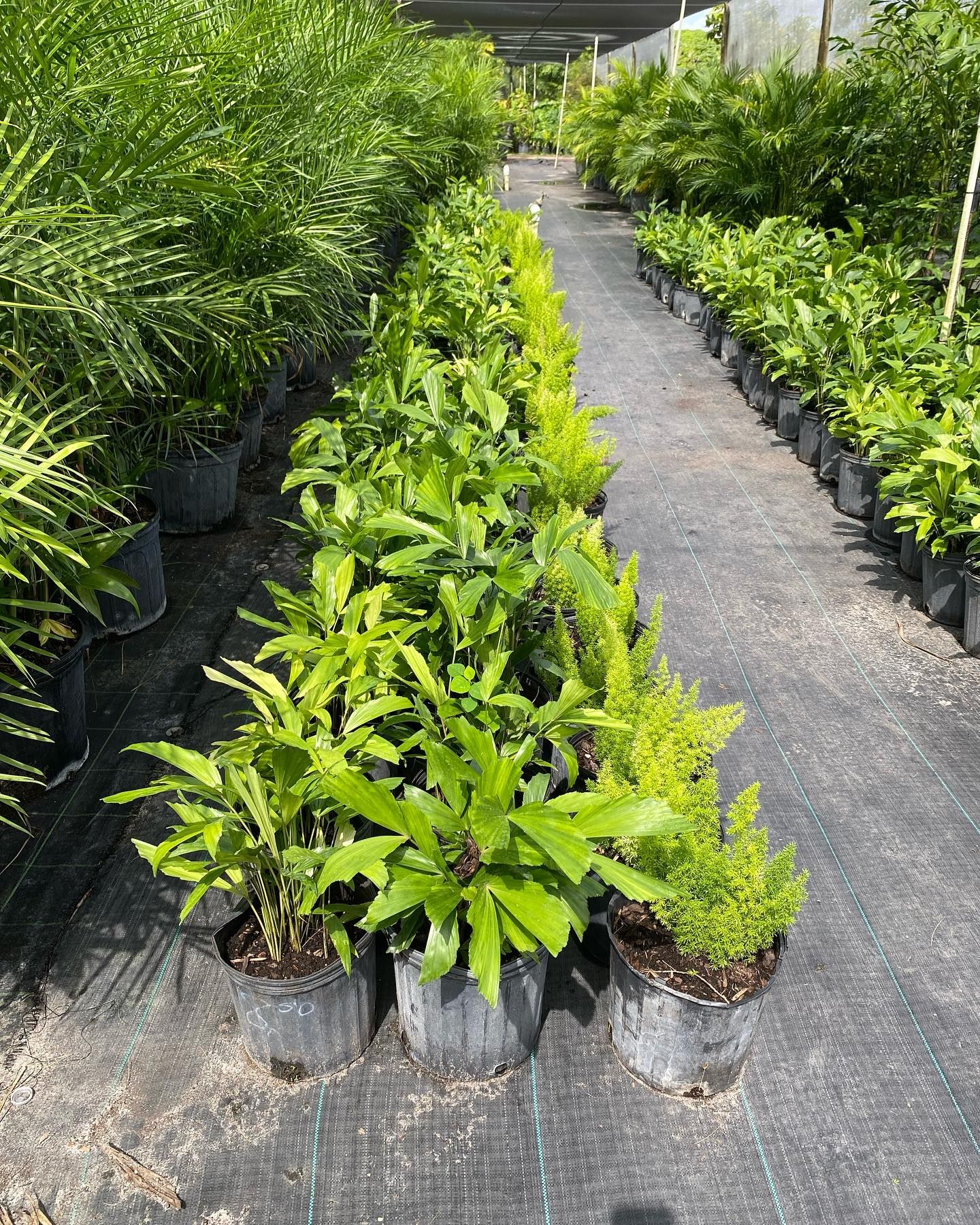 Greenhouse Filled With Lots Of Potted Plants — Miami, FL — Santa Barbara Nursery