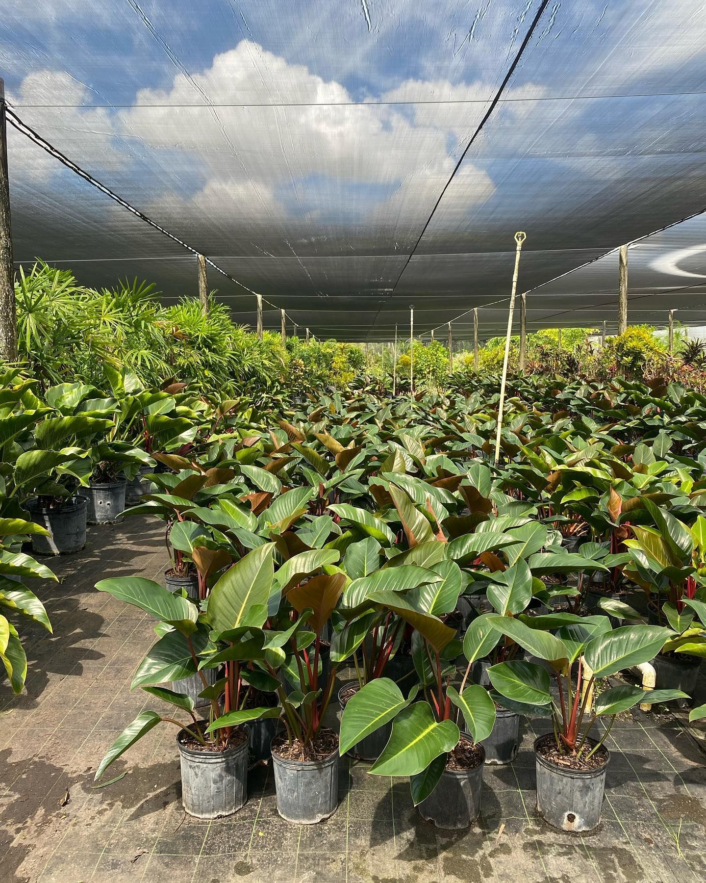 Bunch Of Potted Plants With Green Leaves — Miami, FL — Santa Barbara Nursery