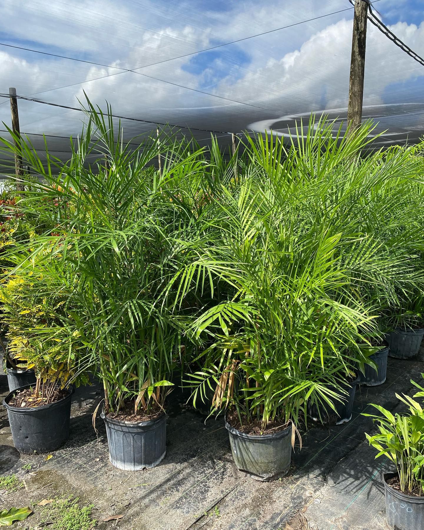 Vibrant Potted Plants With Green Leaves — Miami, FL — Santa Barbara Nursery