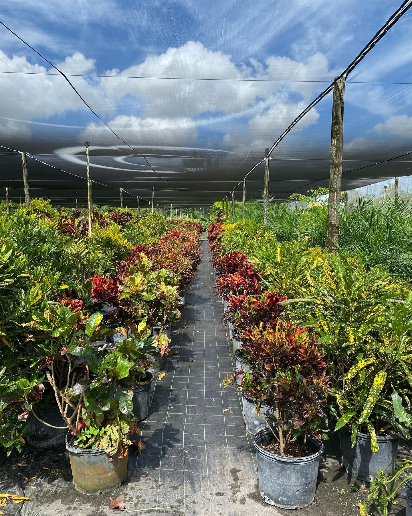 Beautiful Garden With Potted Plants — Miami, FL — Santa Barbara Nursery