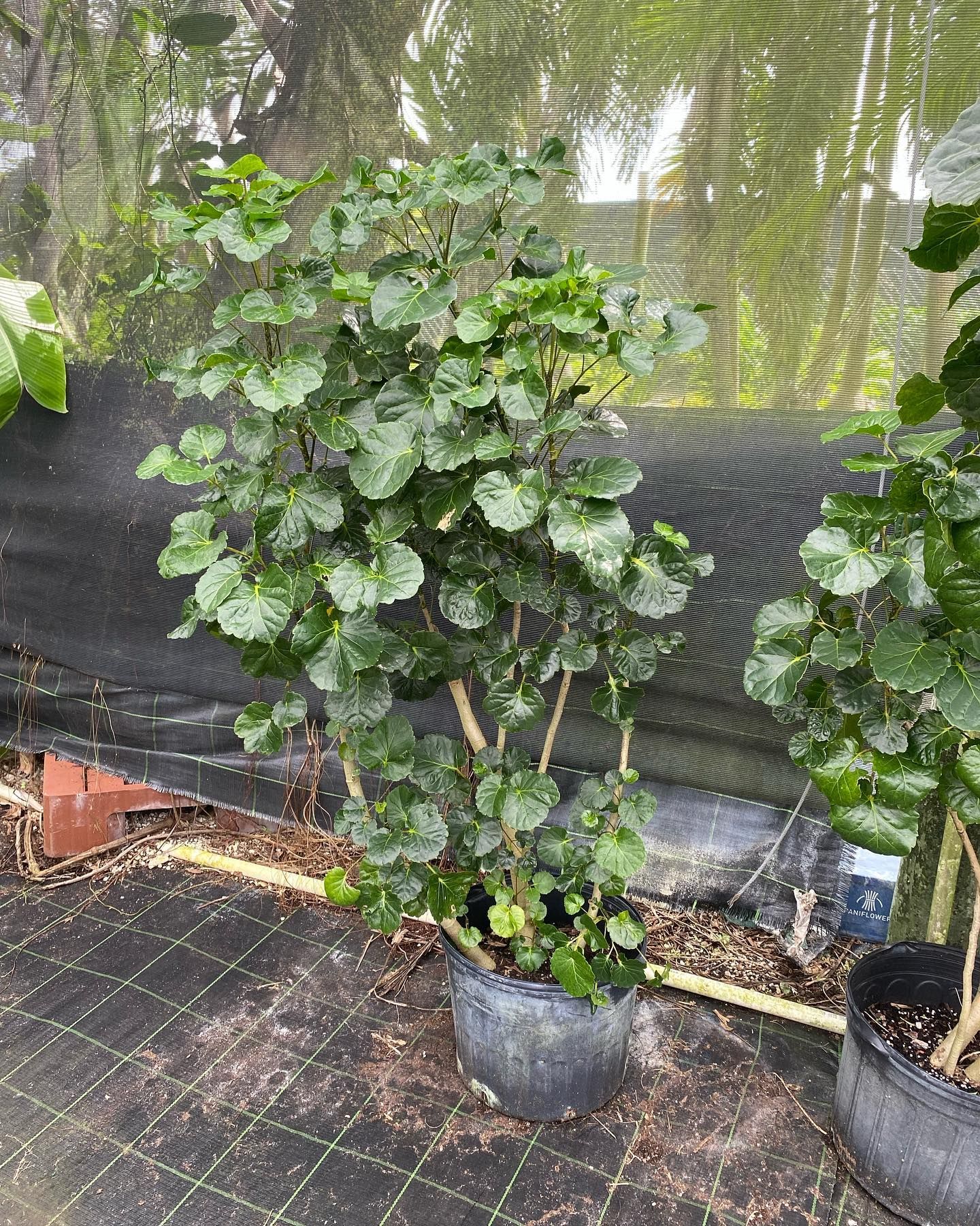 Large Potted Plants — Miami, FL — Santa Barbara Nursery
