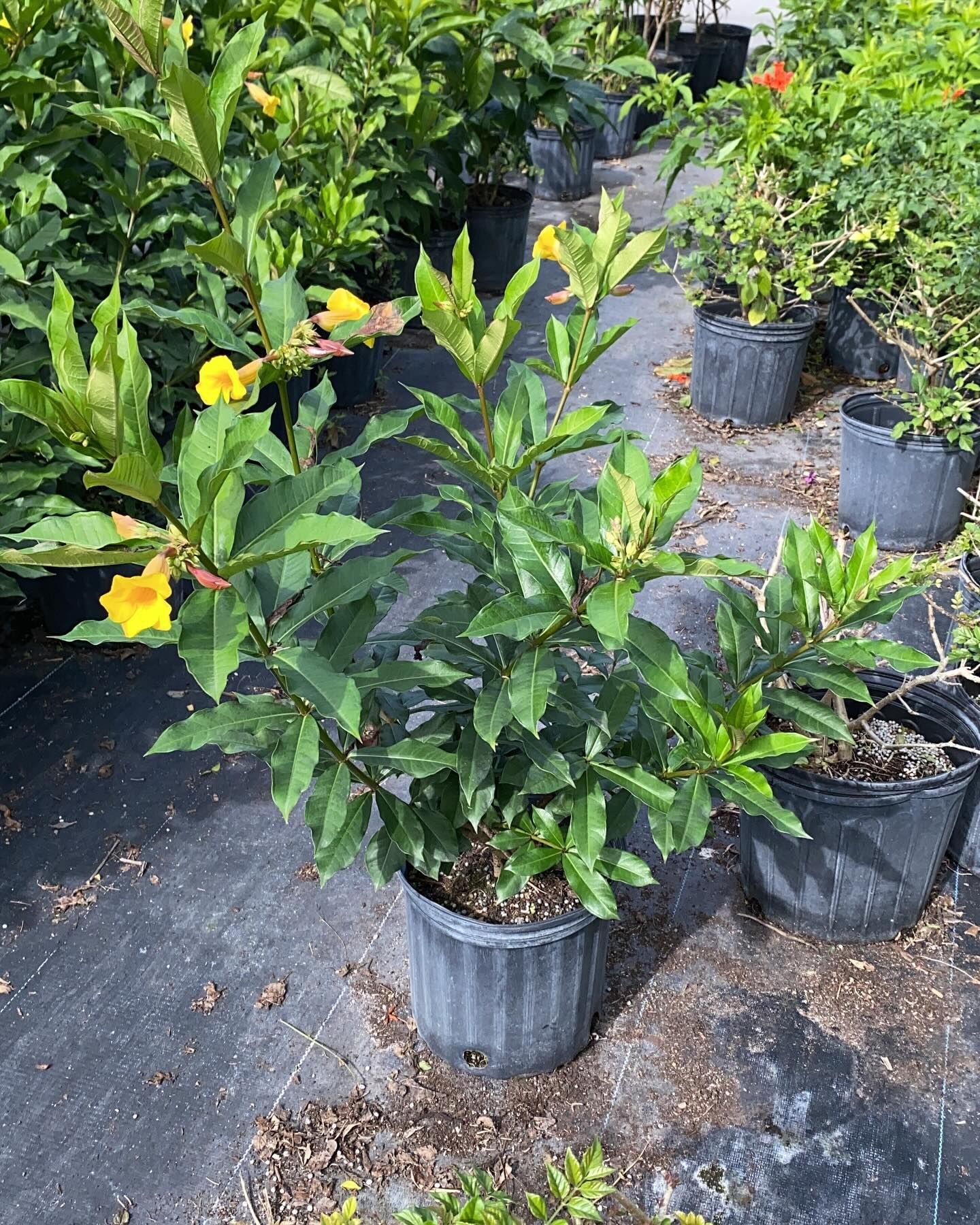 Vibrant Potted Plants With Yellow Flowers — Miami, FL — Santa Barbara Nursery