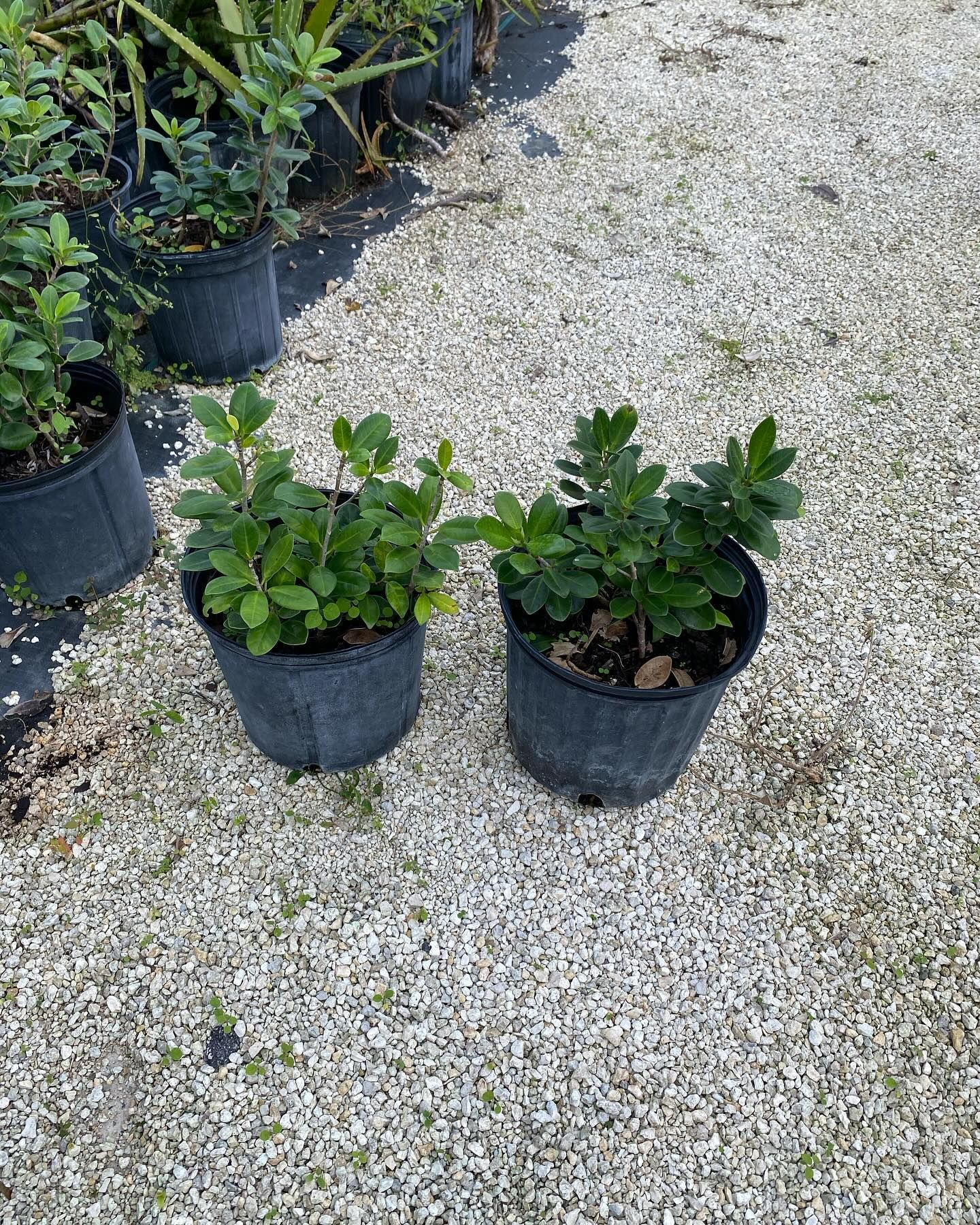 Two Potted Plants — Miami, FL — Santa Barbara Nursery