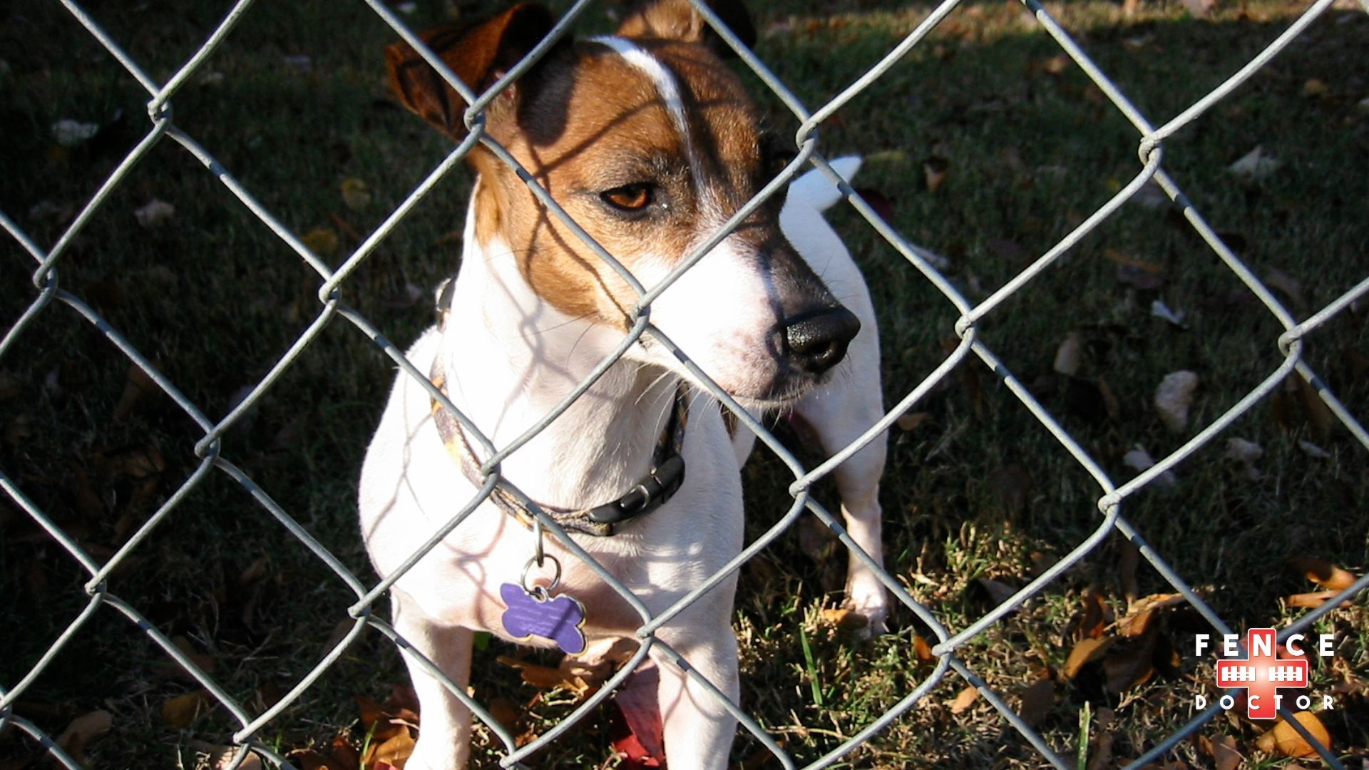 A brown and white dog is behind a chain link fence in Columbus Ga