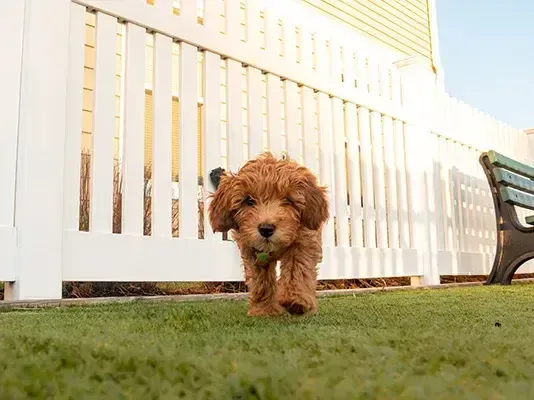 Dog Fence