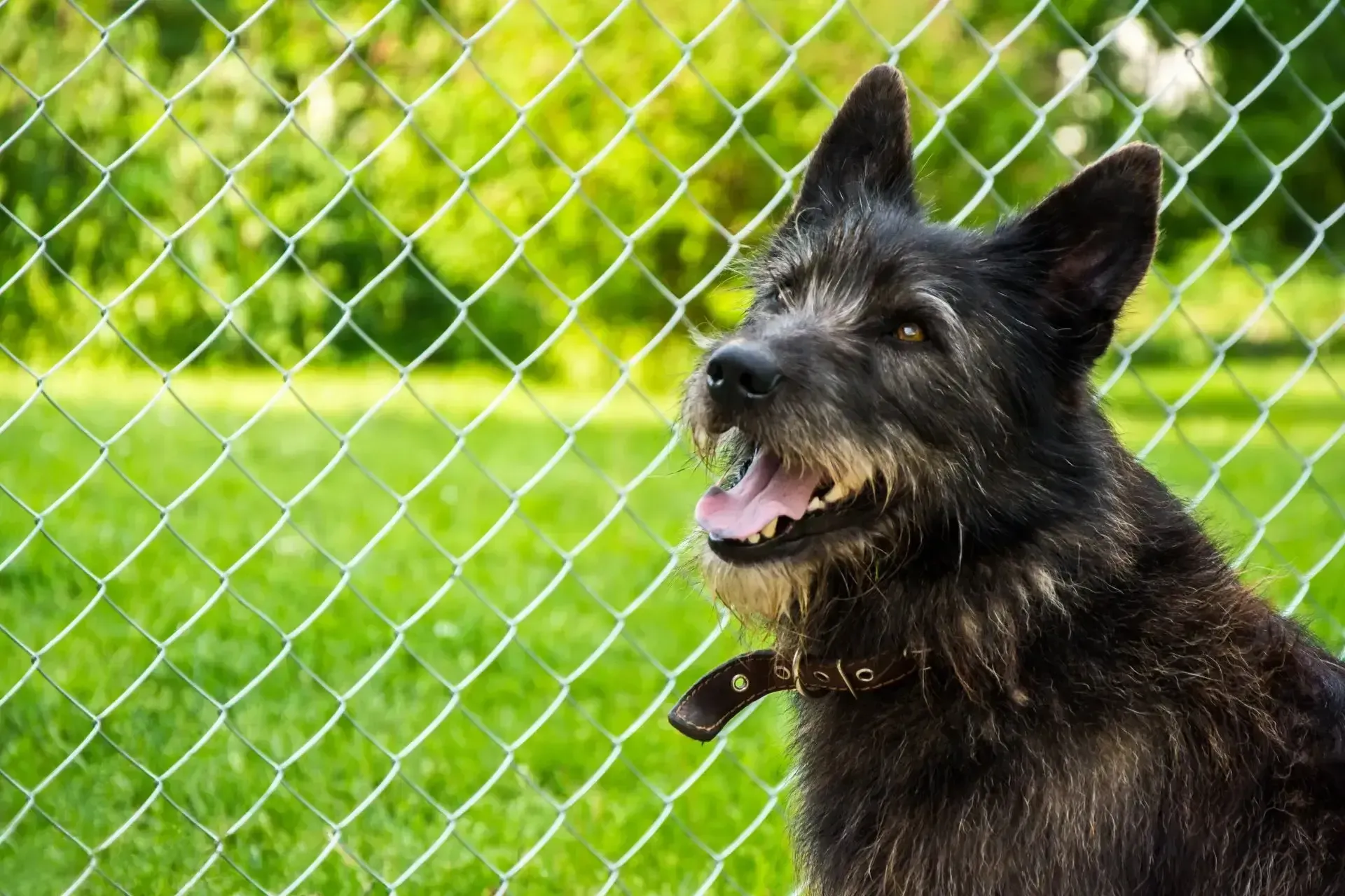A black dog is sitting in front of a chain link fence in Columbus Ga.