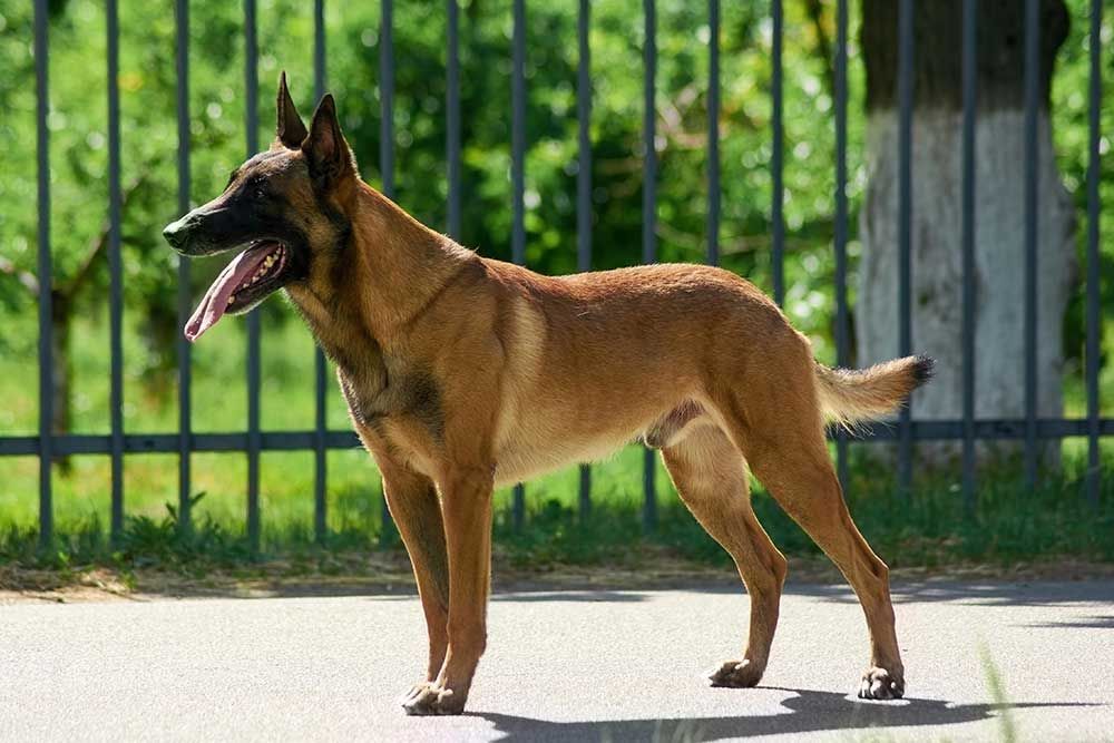 Dog Fence Installation To Keep Your Furry Friends Safe