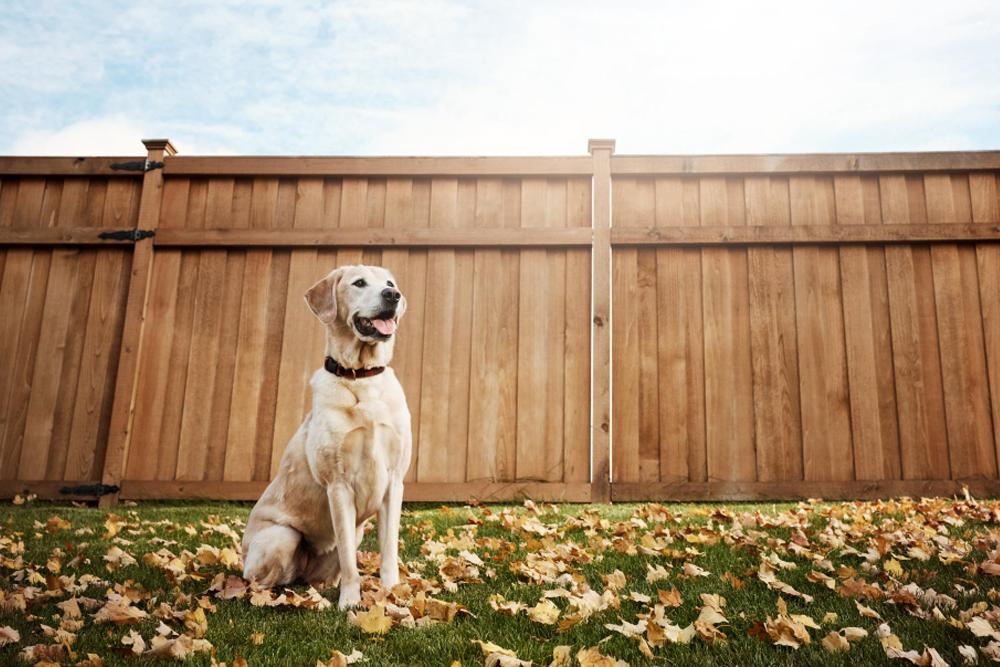11 Dog Fencing Ideas Every Pet Owner Should Know