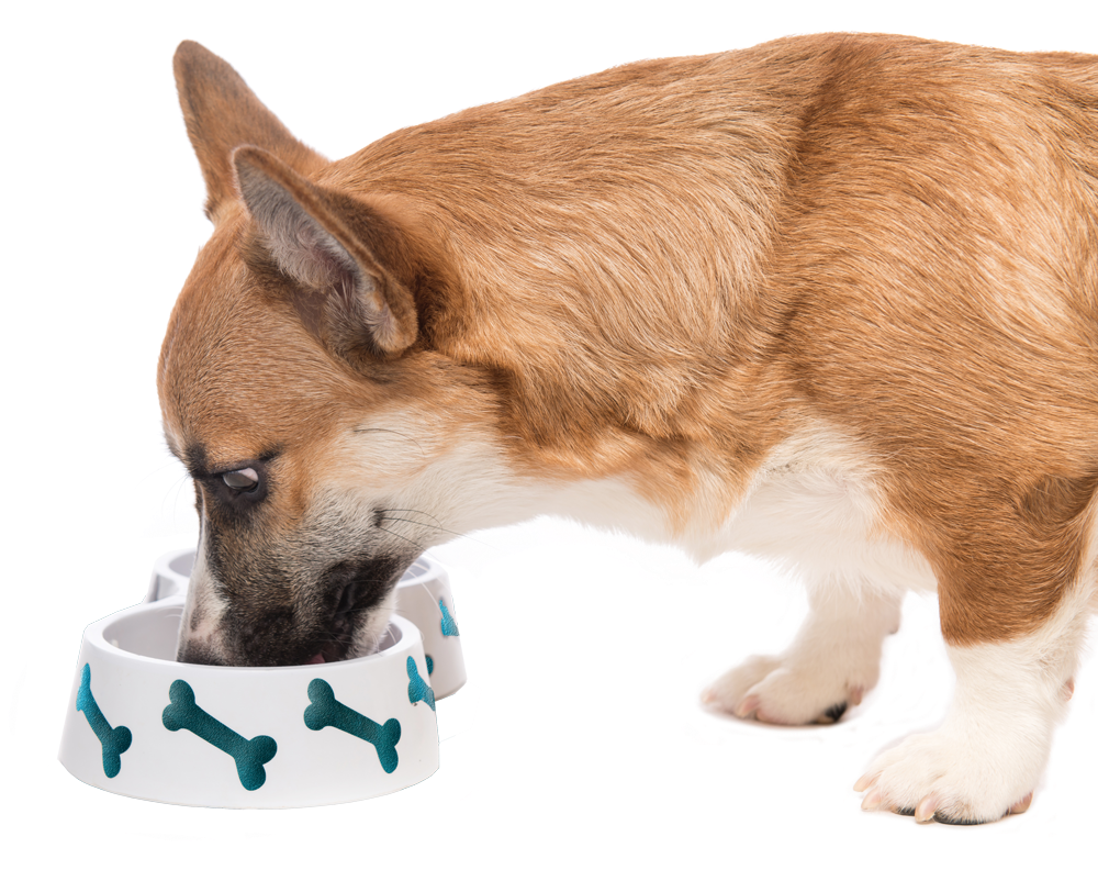 dog eating out of a bowl image