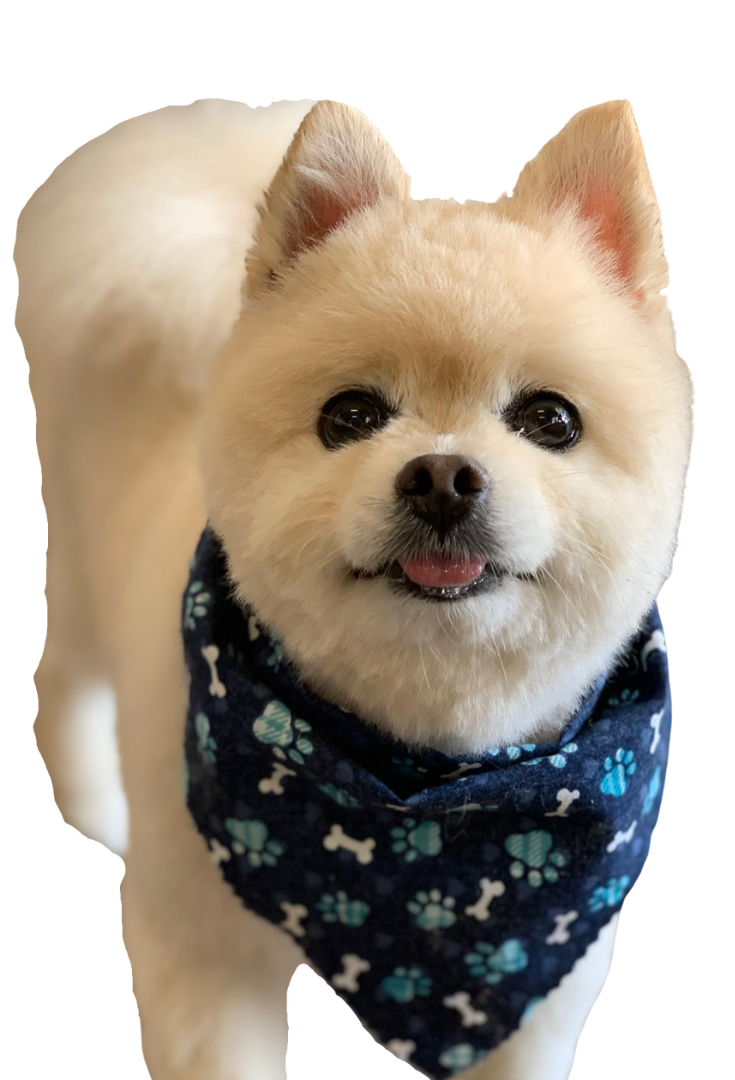 a dog with a scarf image