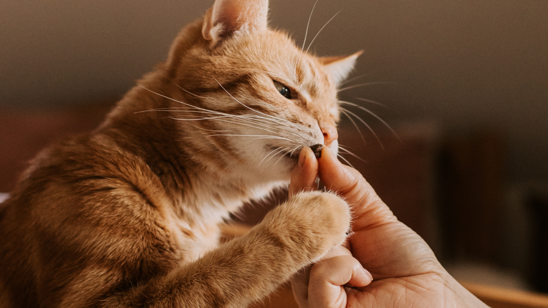 A person is petting a cat with their finger.
