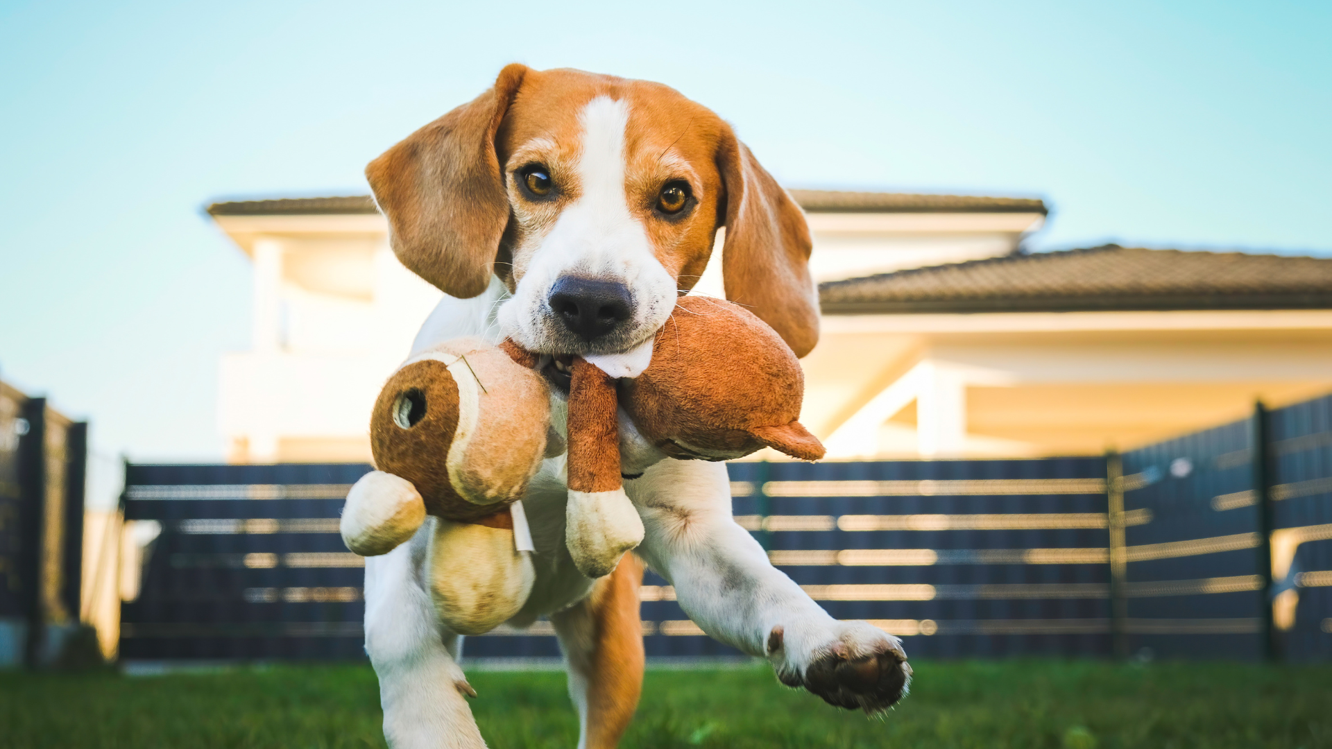A brown and white dog is holding a stuffed animal in its mouth.