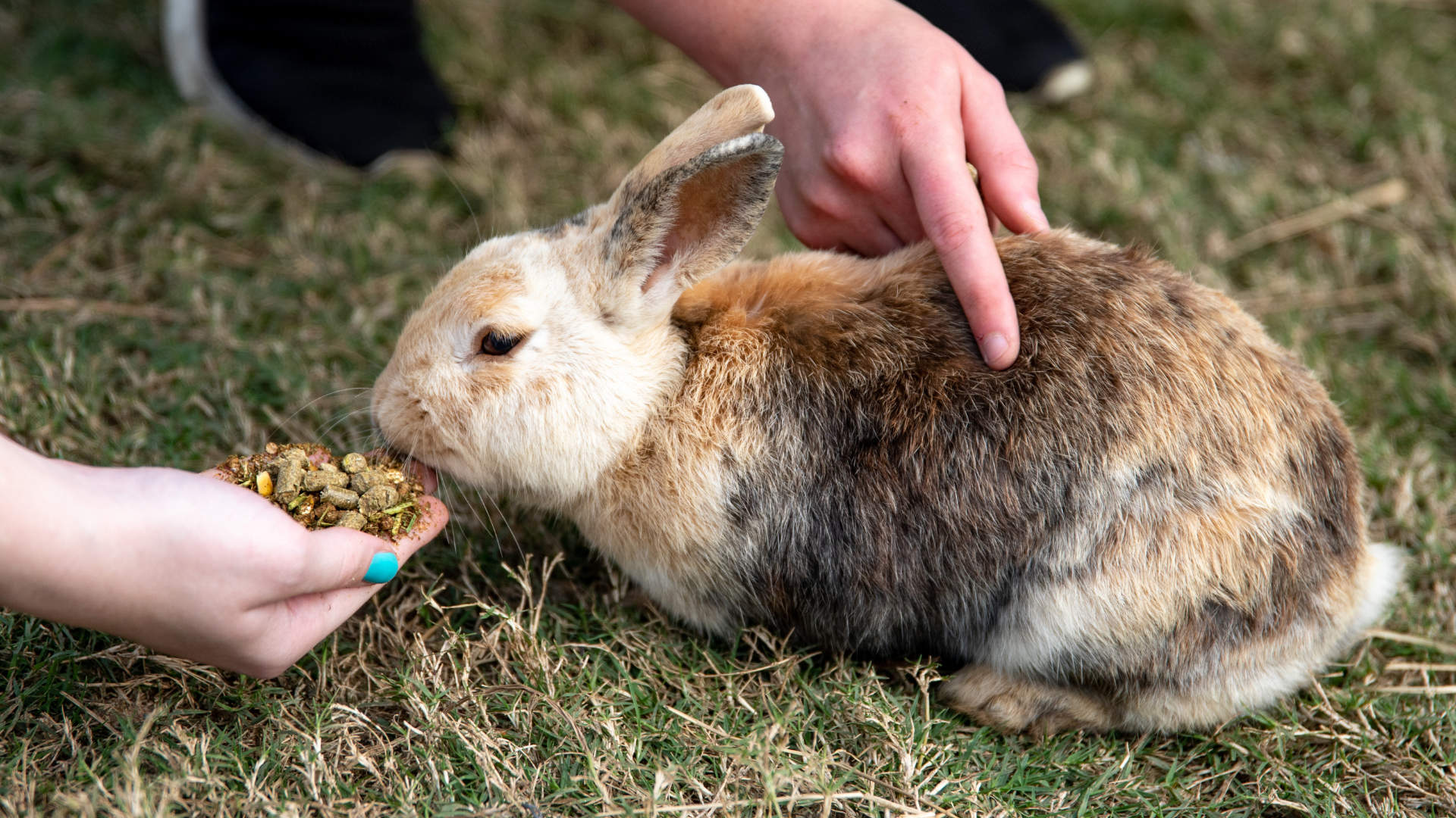 A person is feeding a rabbit in the grass.