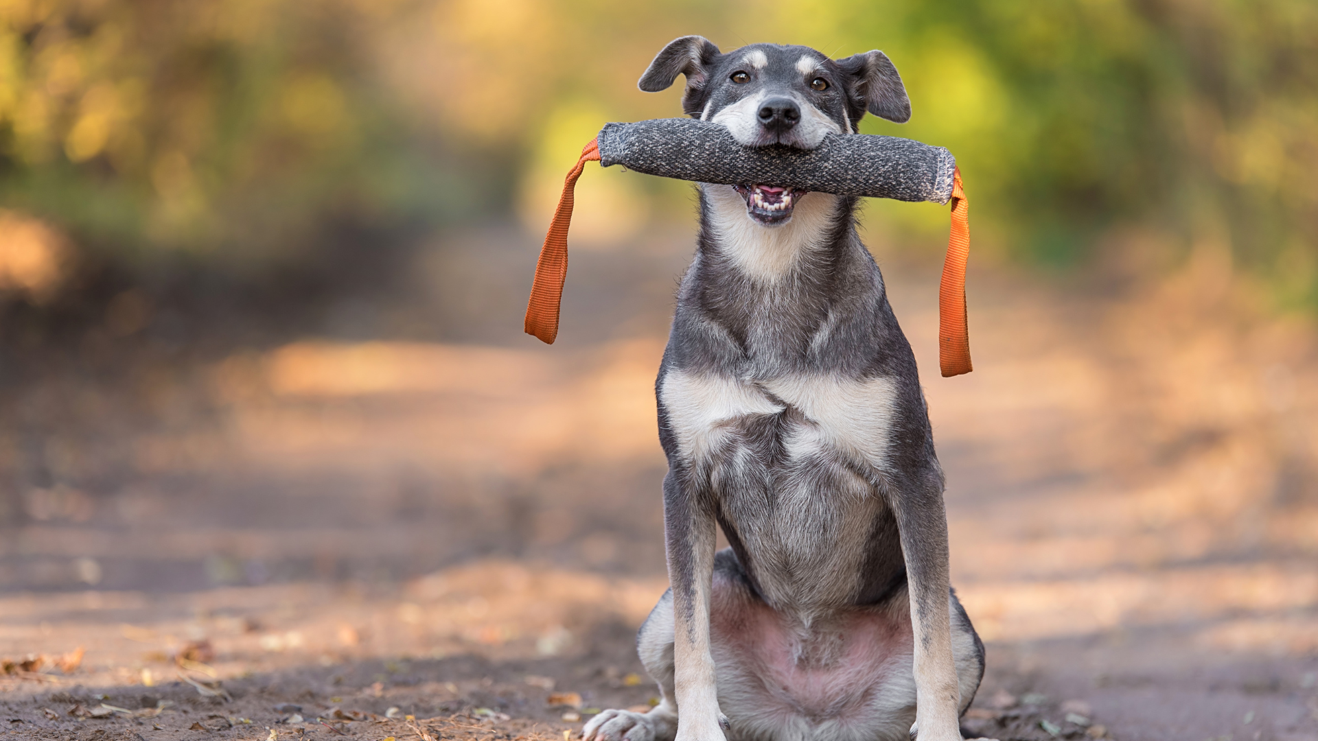 A dog is holding a stick in its mouth.