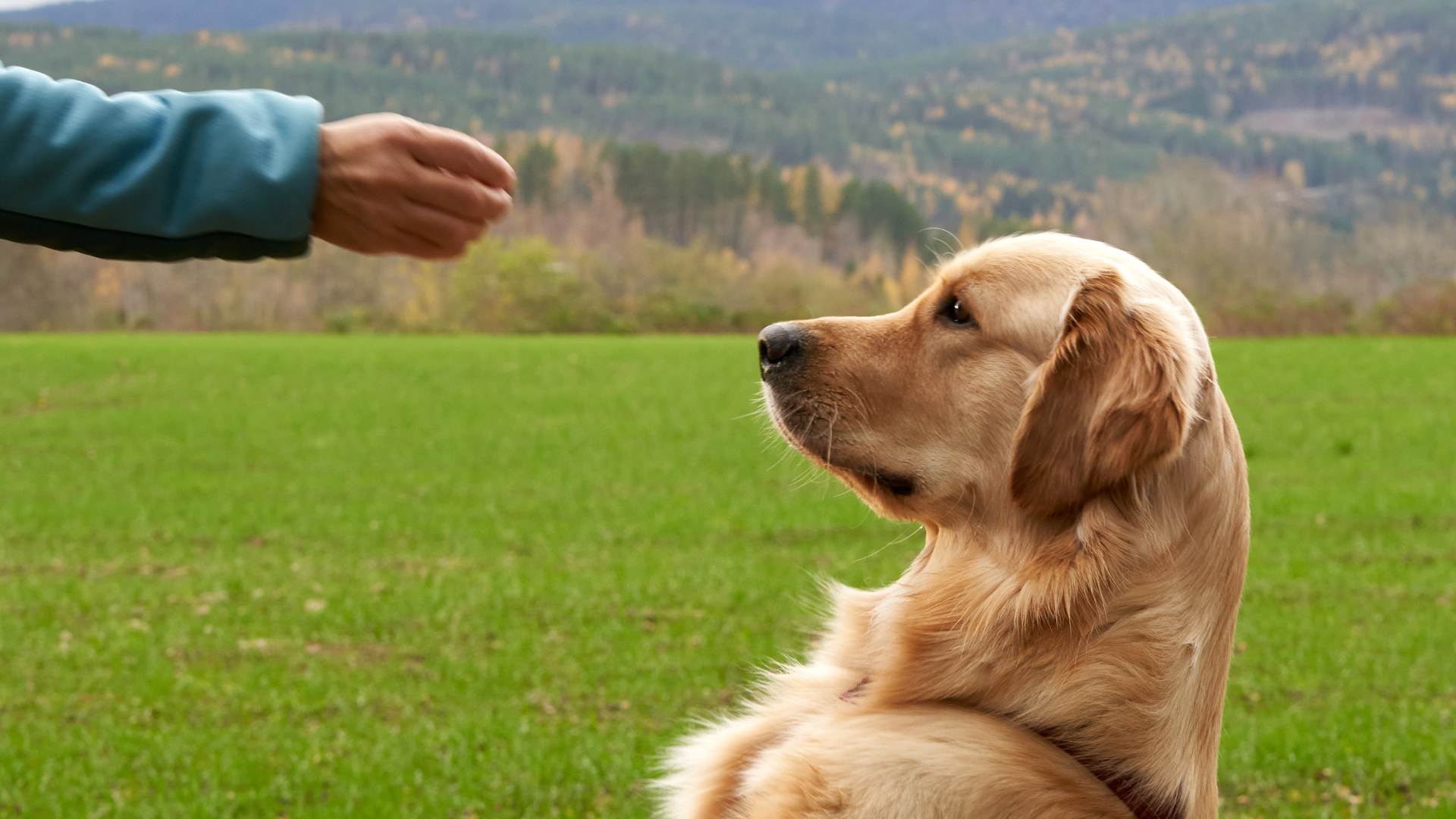 A person is giving a dog a treat in a field.