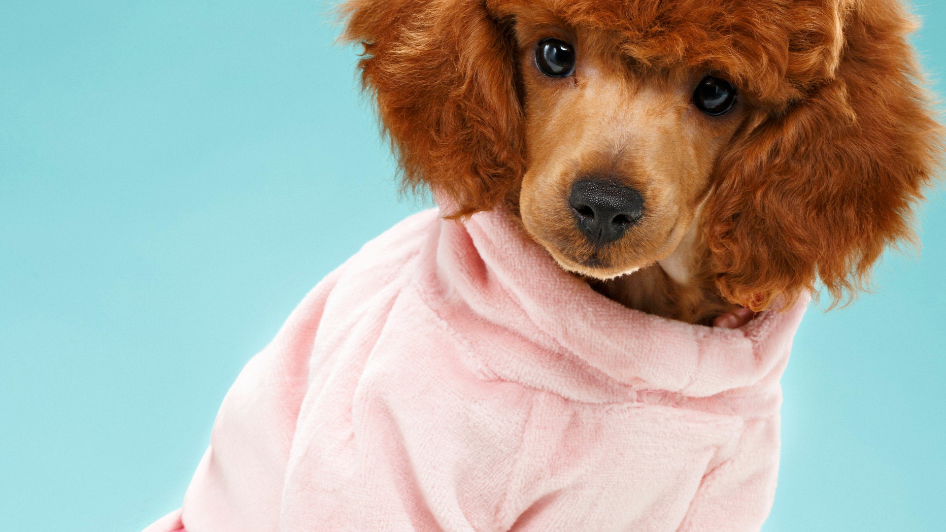 A brown poodle wearing a pink sweater on a blue background.