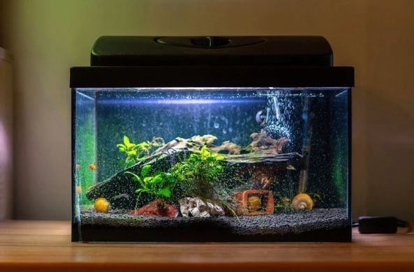 fish tank water in home aquarium